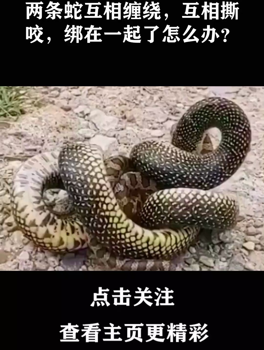 两条蛇缠在一起图片