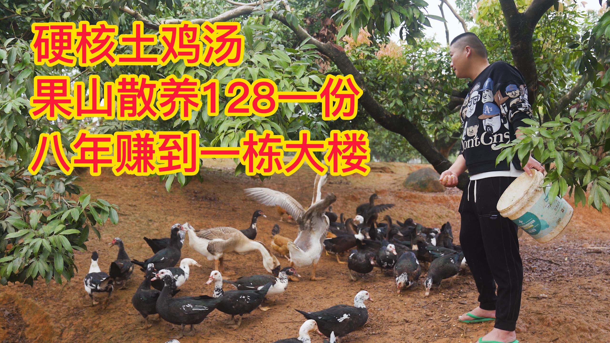 福建硬核土鸡汤,100亩果山散养五千只鸡,128元一份8年赚一栋楼