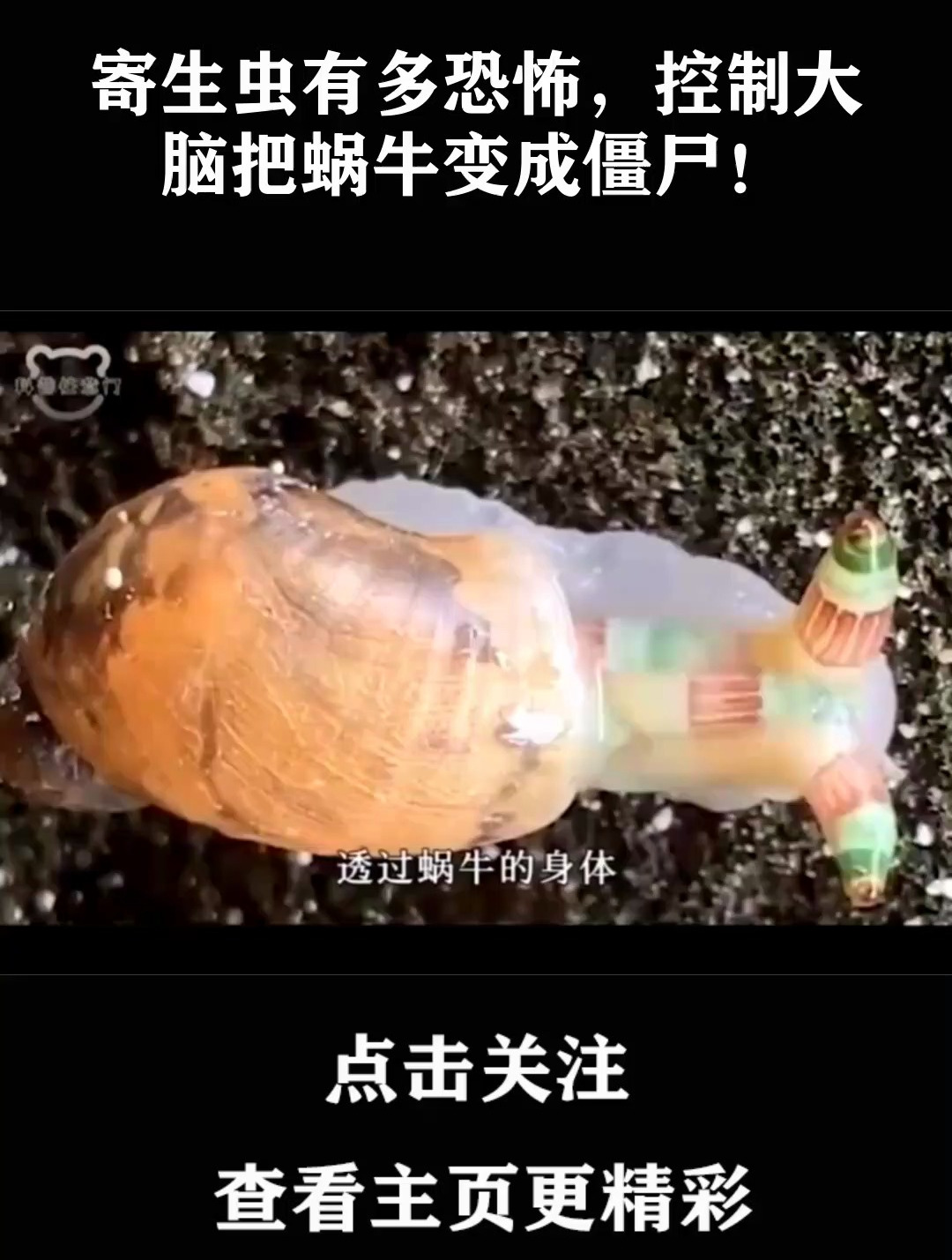 寄生虫有多恐怖,控制大脑把蜗牛变成僵尸!