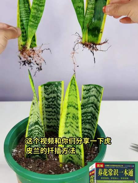 虎皮兰这样扦插,半个月左右就可以生根发芽-度小视