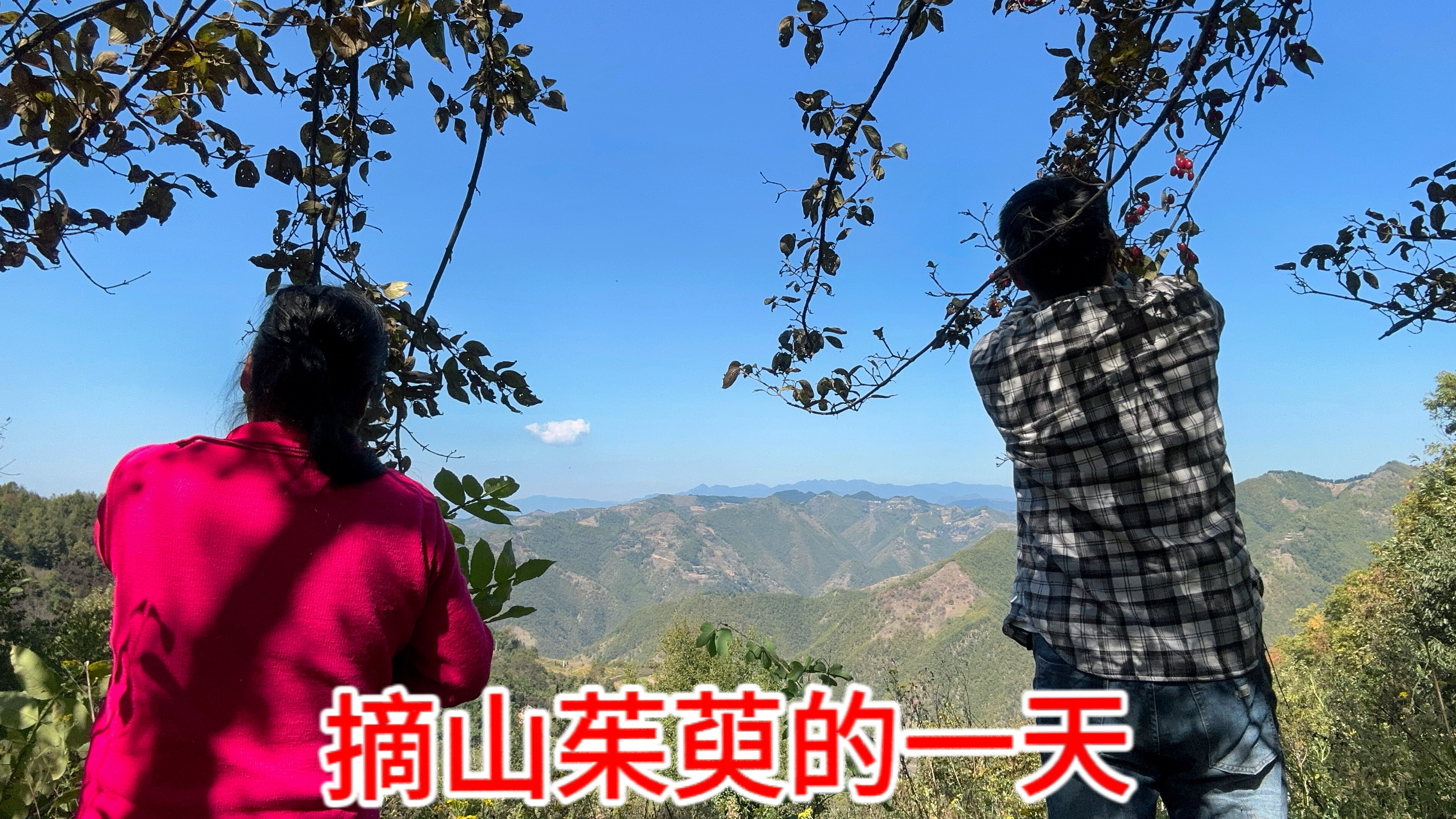 今天好天气,一早开始去山茱萸核晾茱萸肉,又是摘山茱萸的一天