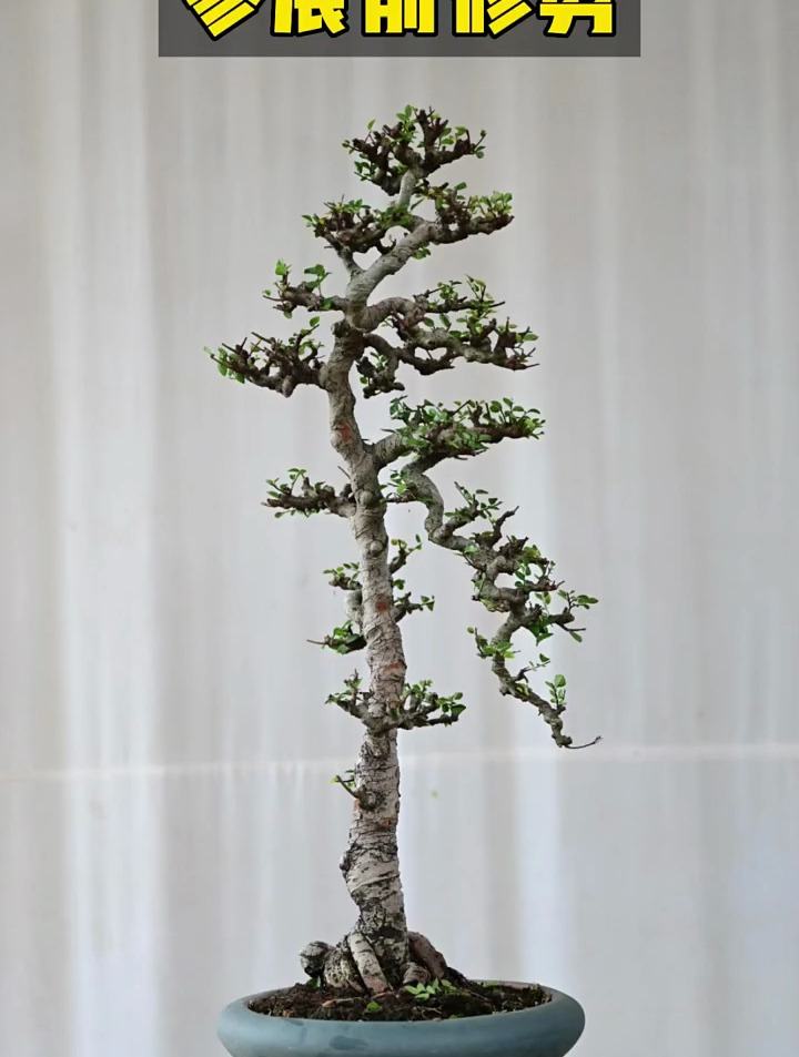 榆树盆景,同样是文人榆树,大家喜欢这棵?