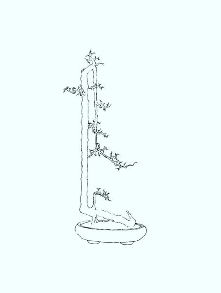 图解跌枝盆景造型参考图,不会的可照图做,思路清晰少走弯路!-度小视