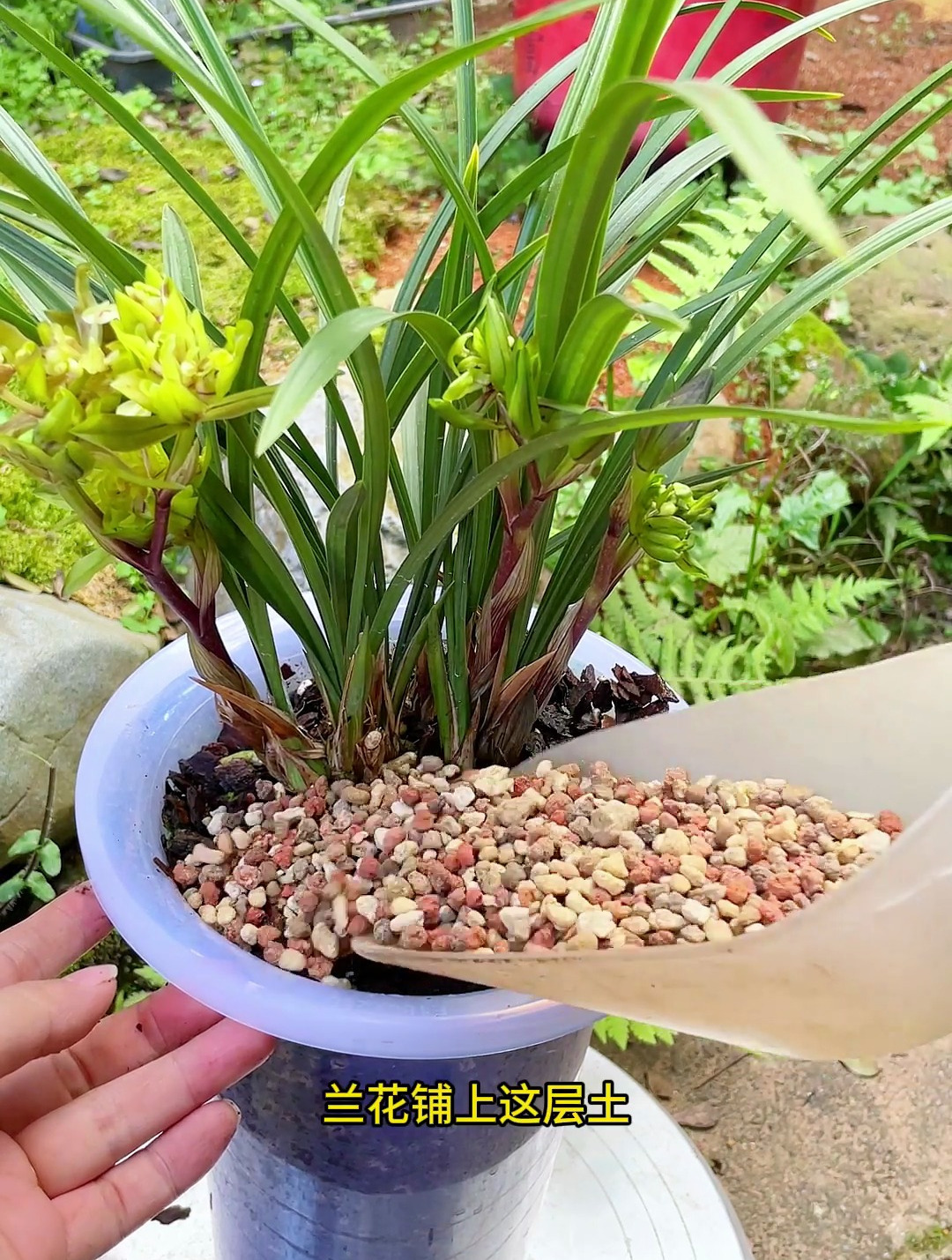 兰花铺上这层土就能增根壮苗新芽多你敢相信吗?