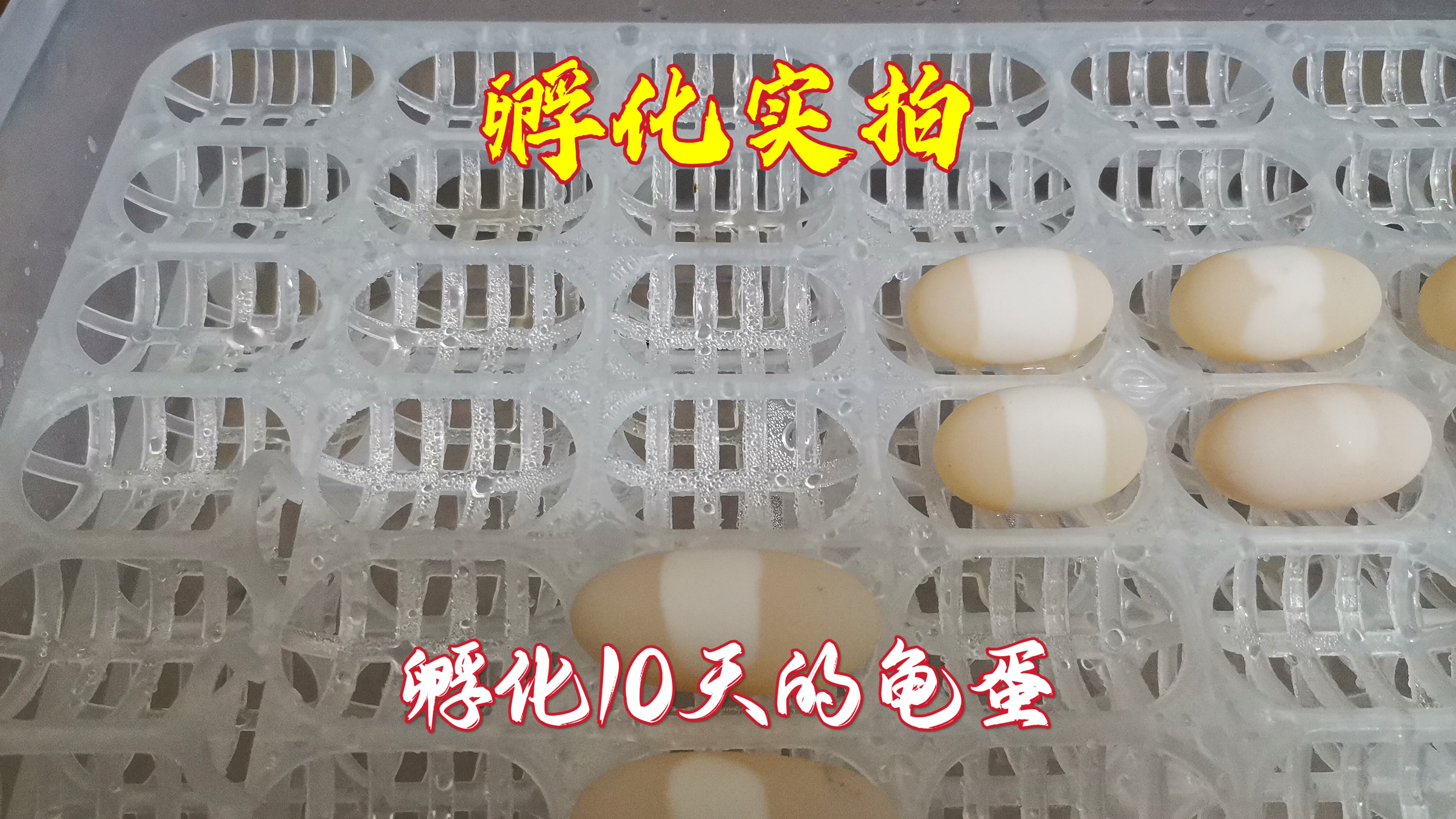 龟蛋孵化过程实拍,孵化了10天是怎样的,看看吧