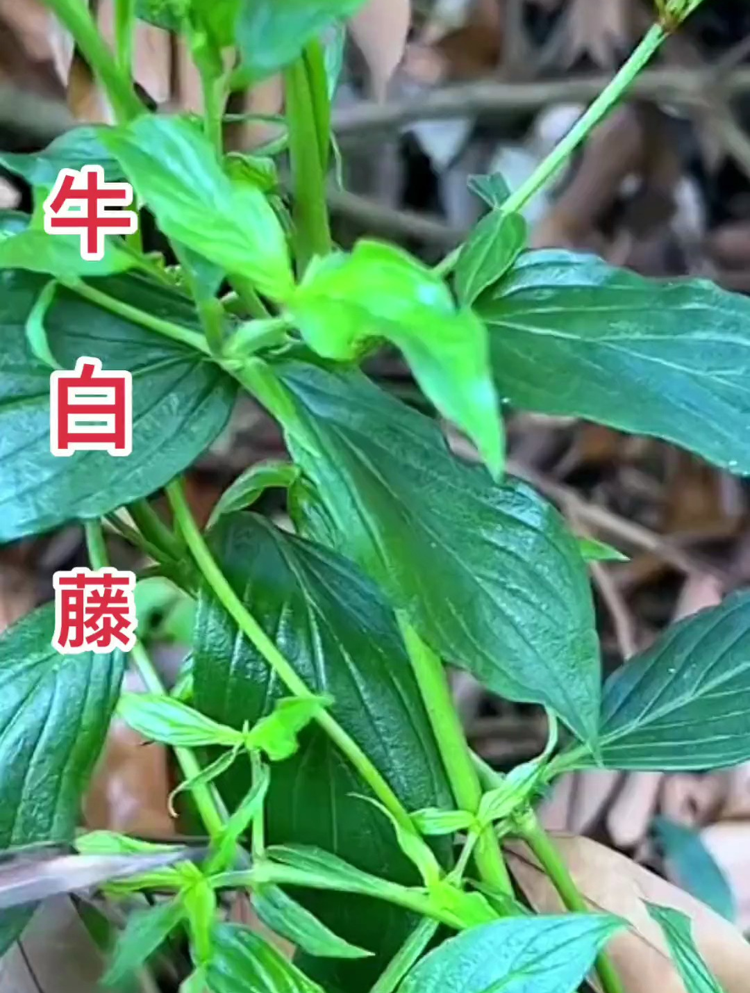 你的家乡有这种植物吗 药用植物 牛白藤