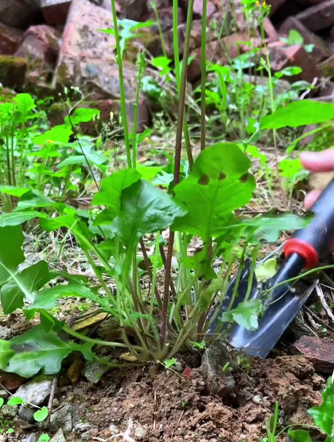 植物科普:这种植物叫还阳草,村里人遇到就会采挖点回家-度小视