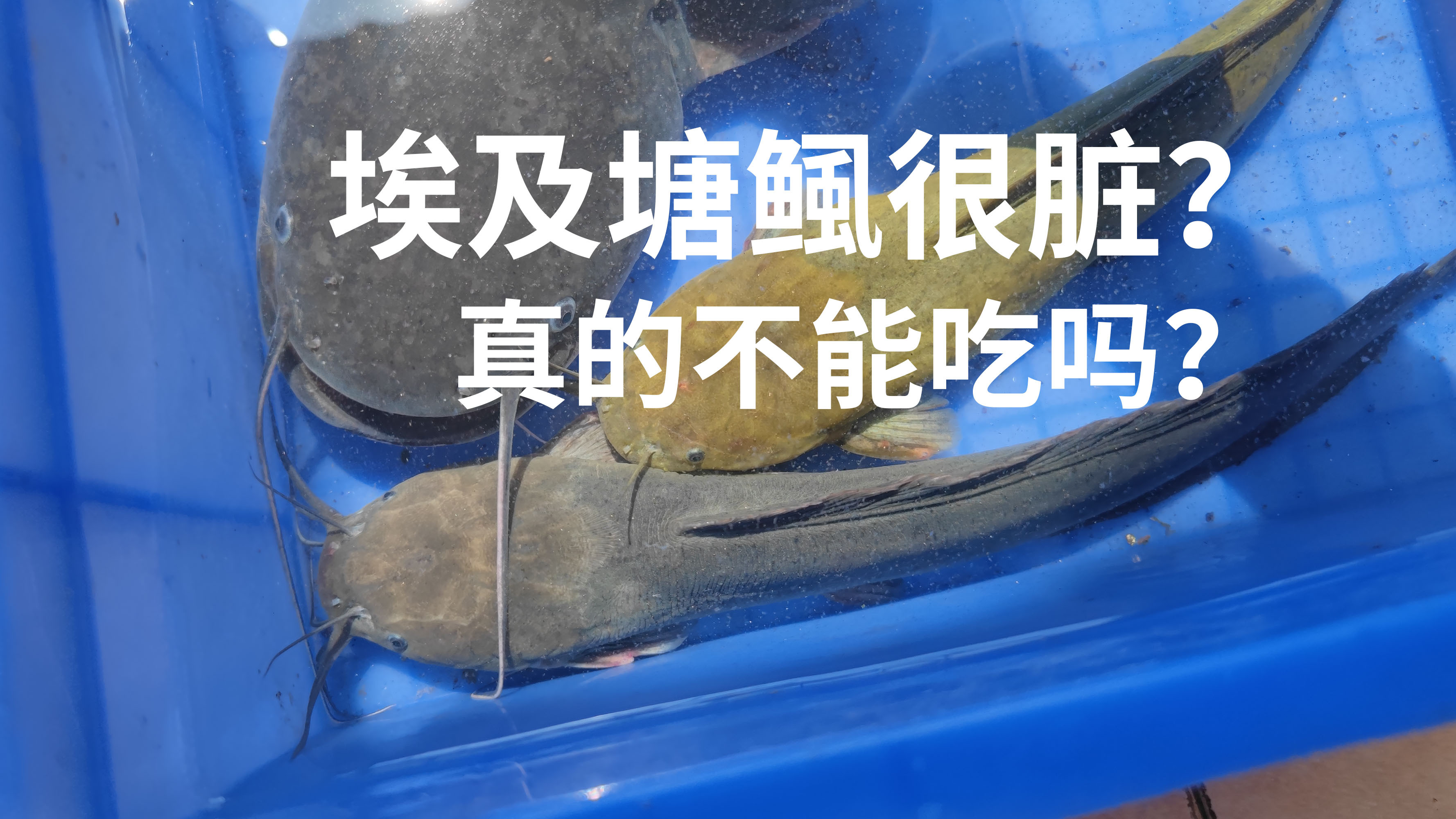 埃及塘鲺很脏不能吃?埃及鲶,塘鲺,土鲶,花鲇,傻傻分不清?