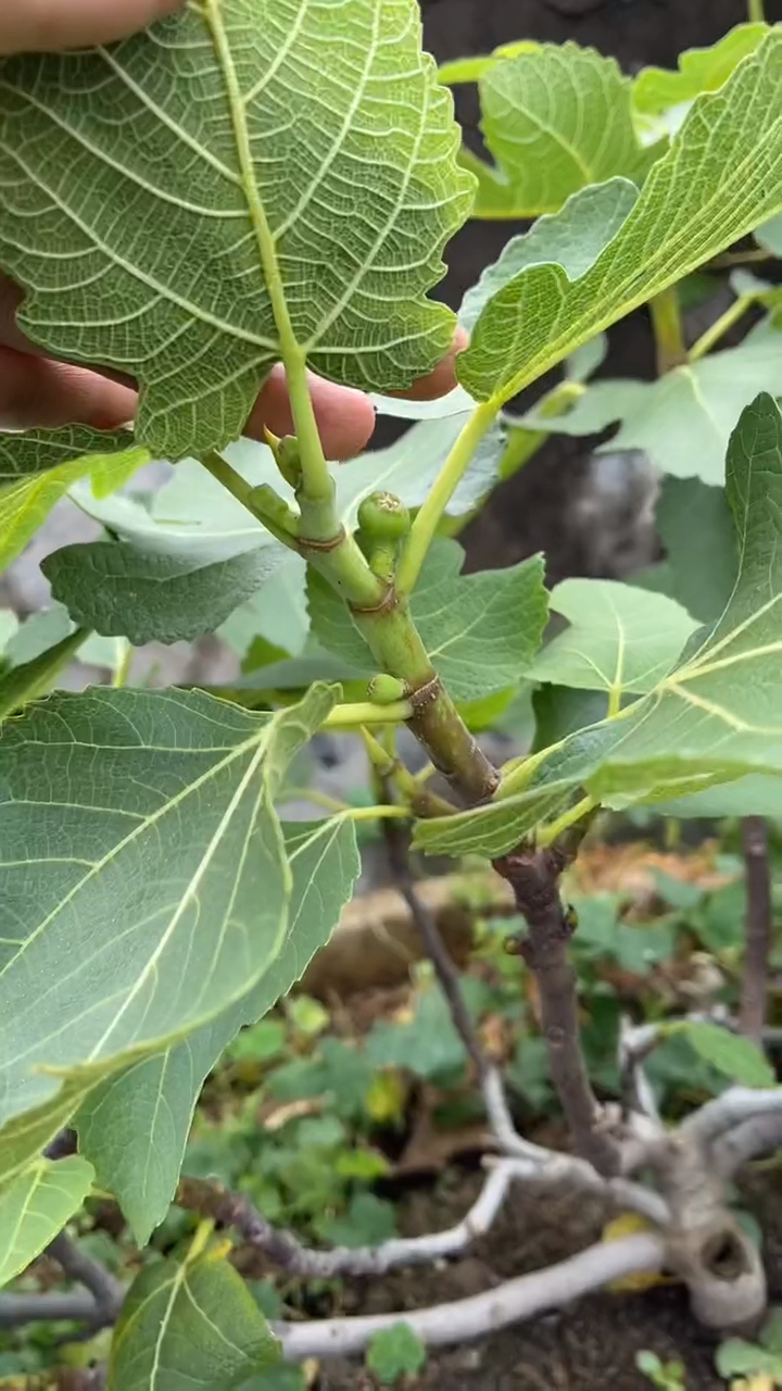 无花果的整个生长过程都要不断地给它修剪侧枝