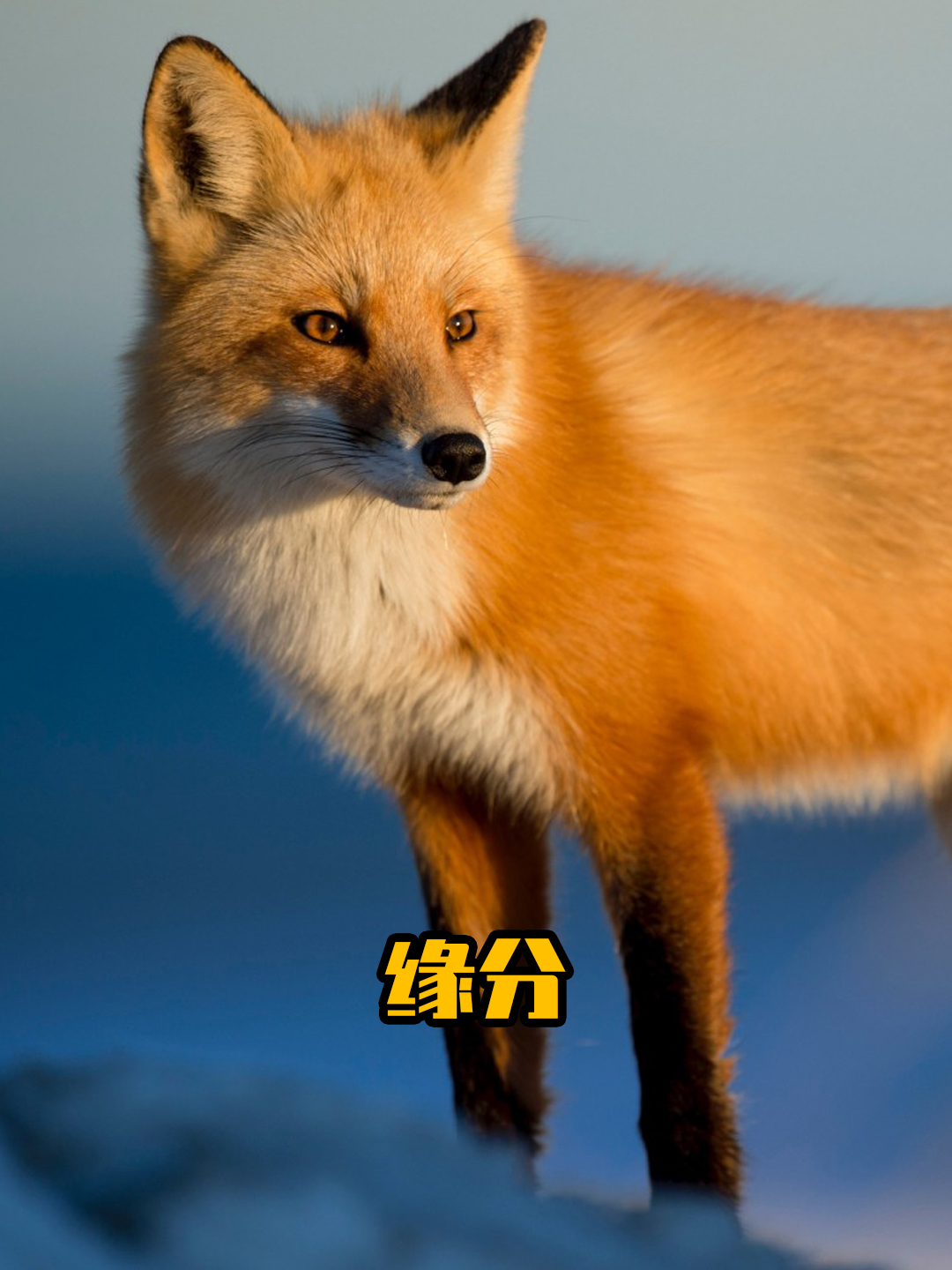 为什么喜欢狐狸