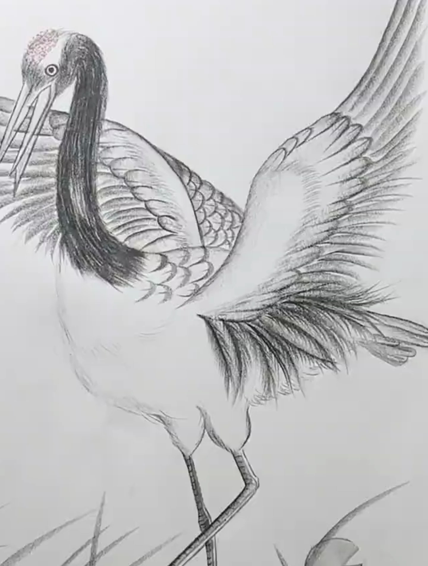素描一只简单的丹顶鹤