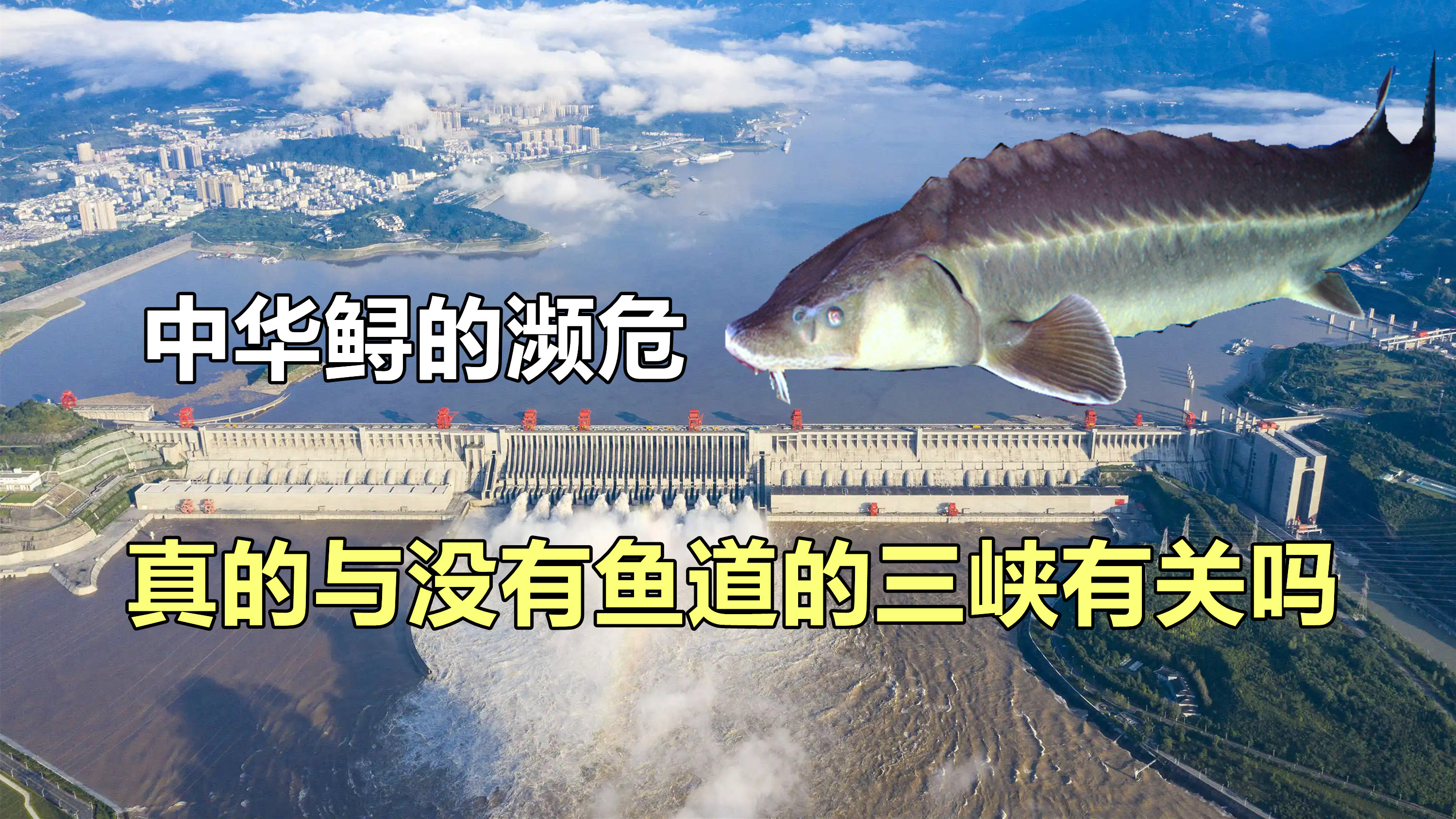人工养殖的中华鲟能否食用,它的濒危,三峡真的是罪魁祸首?