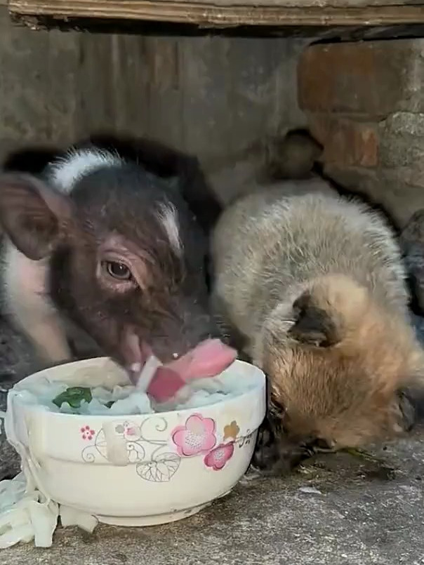 这小猪有点护食 萌宠 狗狗