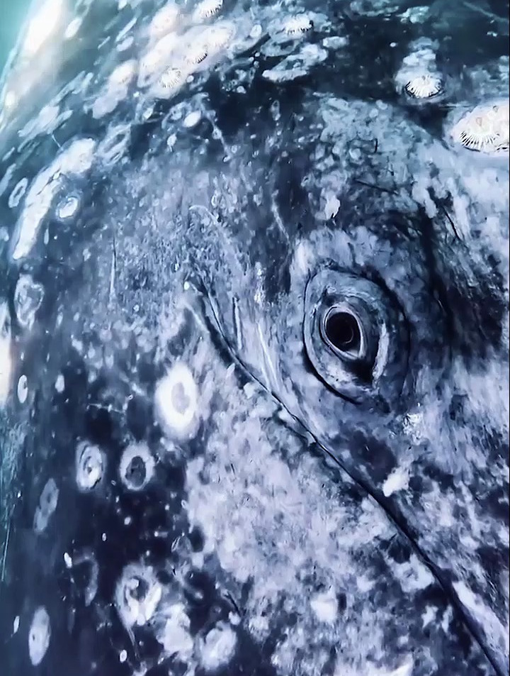 有灵性的鲸鱼眼睛