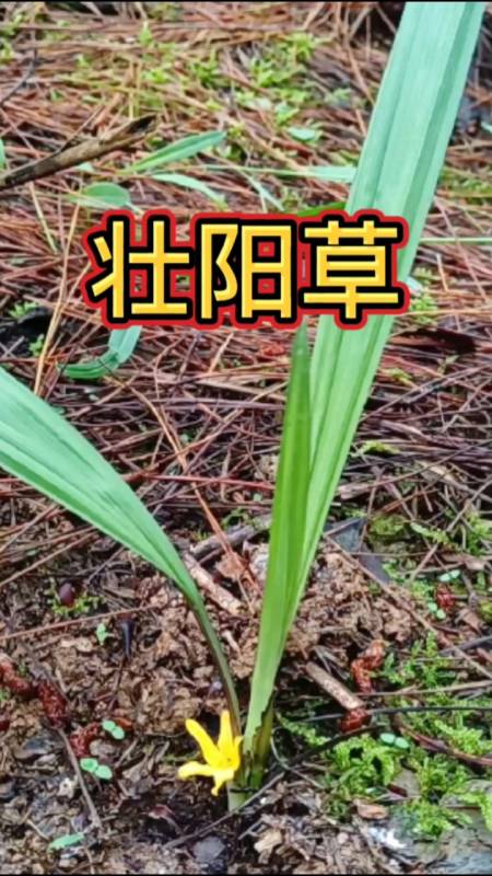 野生壮阳草图片