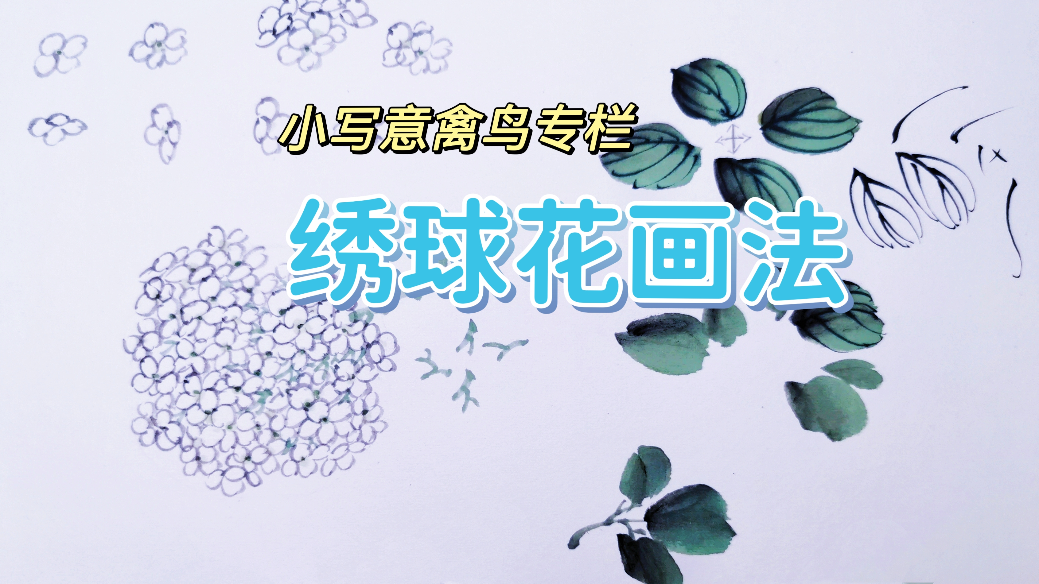 国画绣球花画法,简单好学
