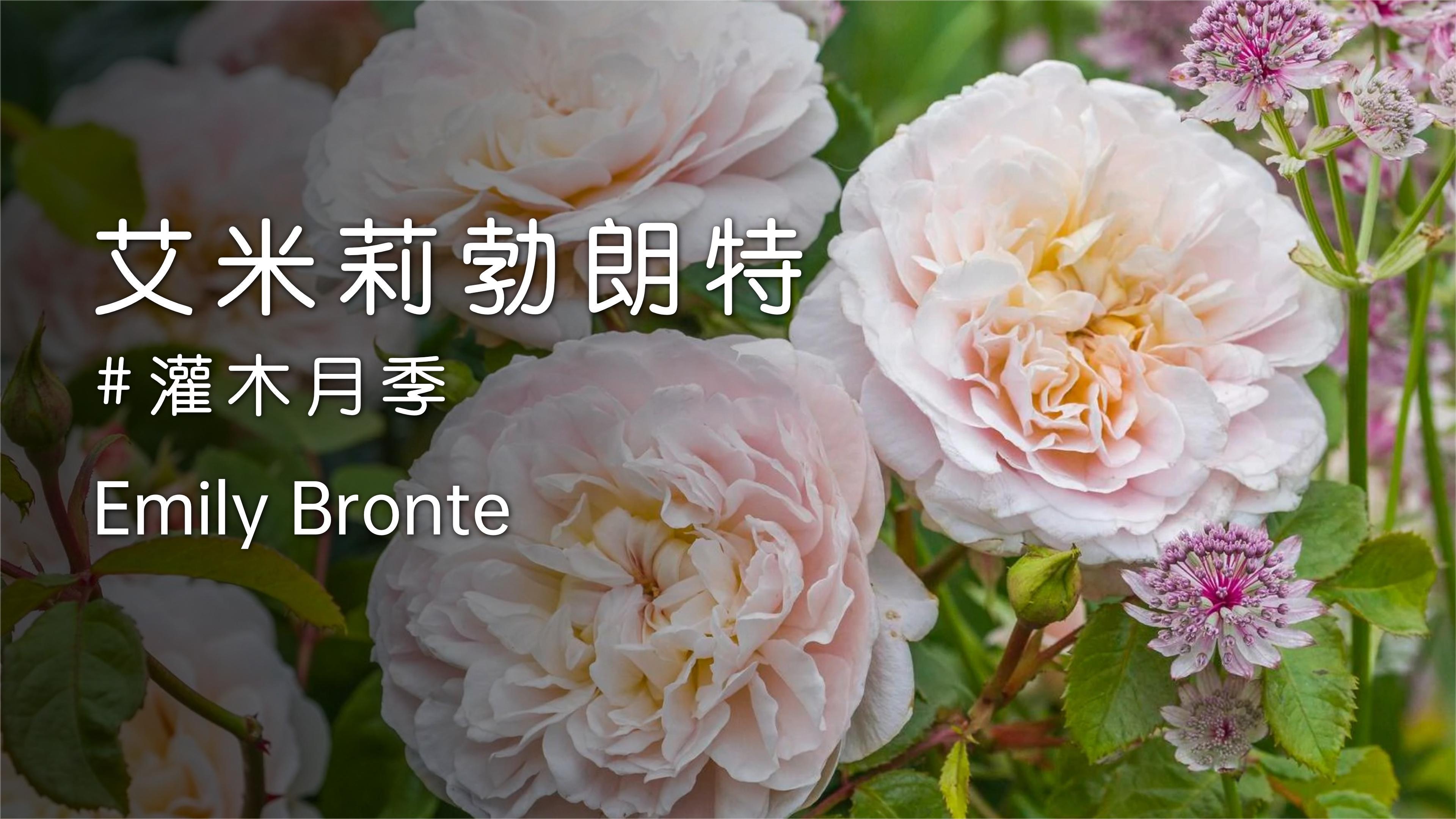 [图]艾米莉勃朗特Emily Bronte,英国奥斯汀官方推荐最佳香味月季之一