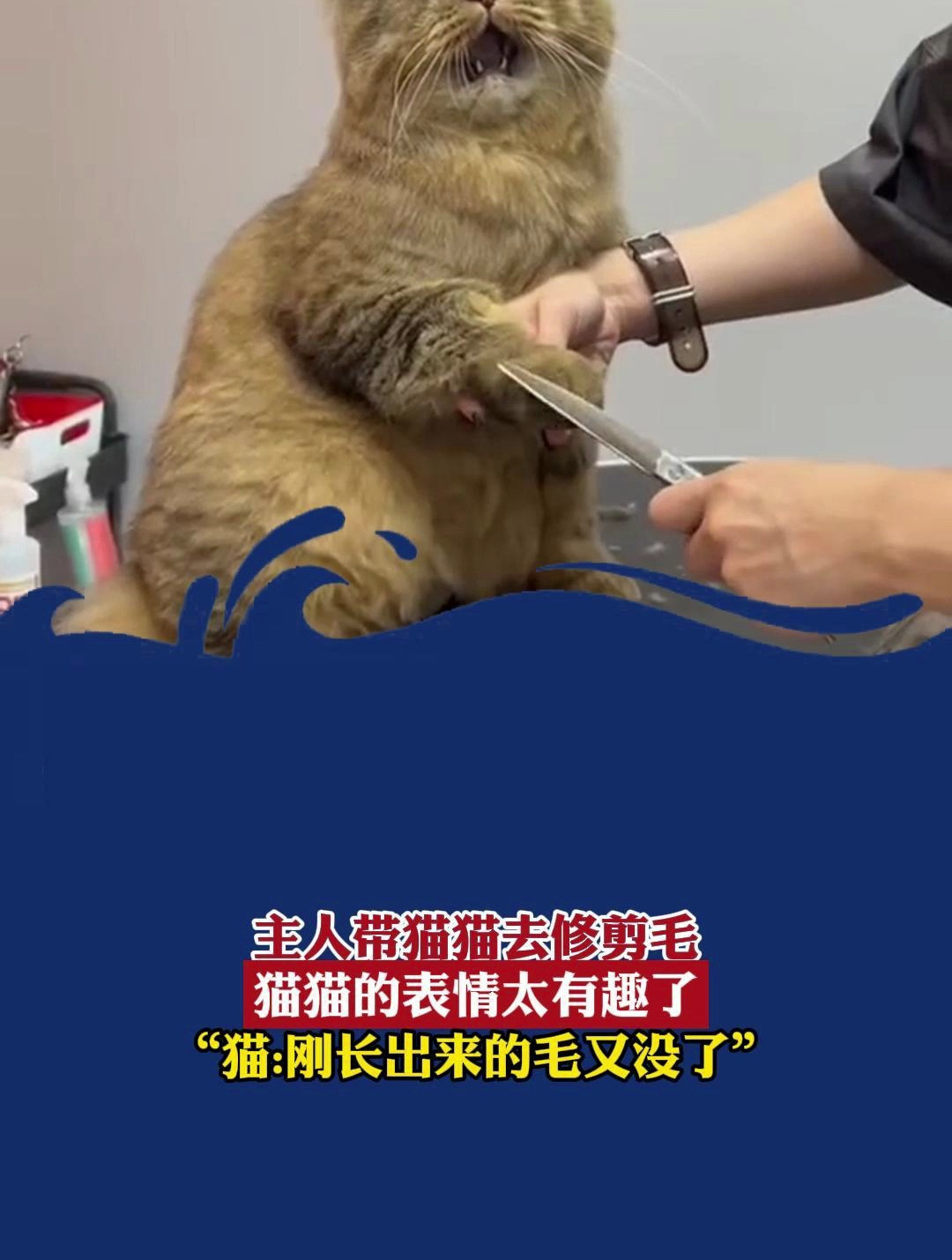 主人带猫猫去修剪毛猫猫的表情太有趣了猫刚长出来的毛又没了