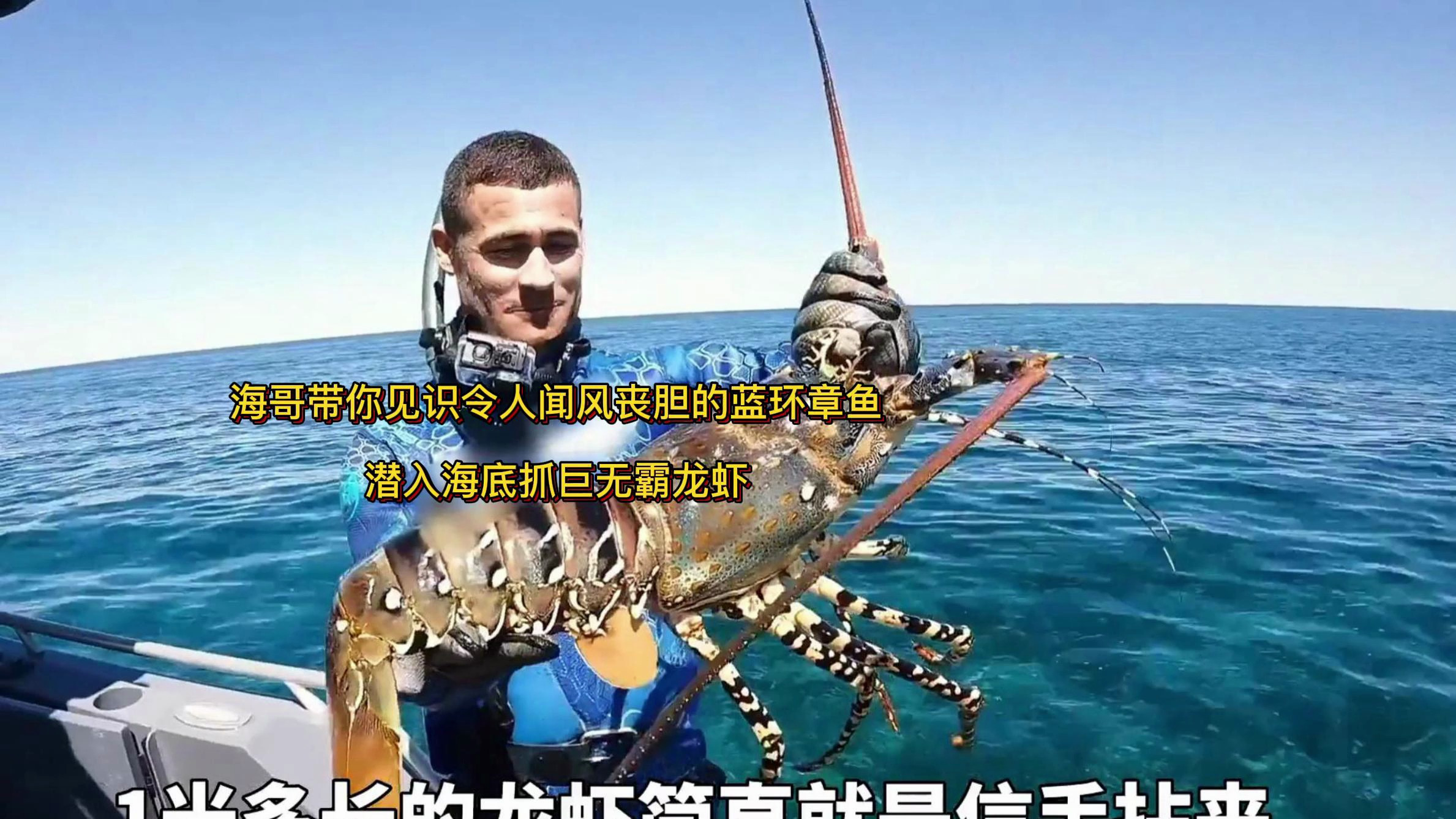 海哥带你见识令人闻风丧胆的蓝环章鱼,潜入海底抓巨无霸龙虾
