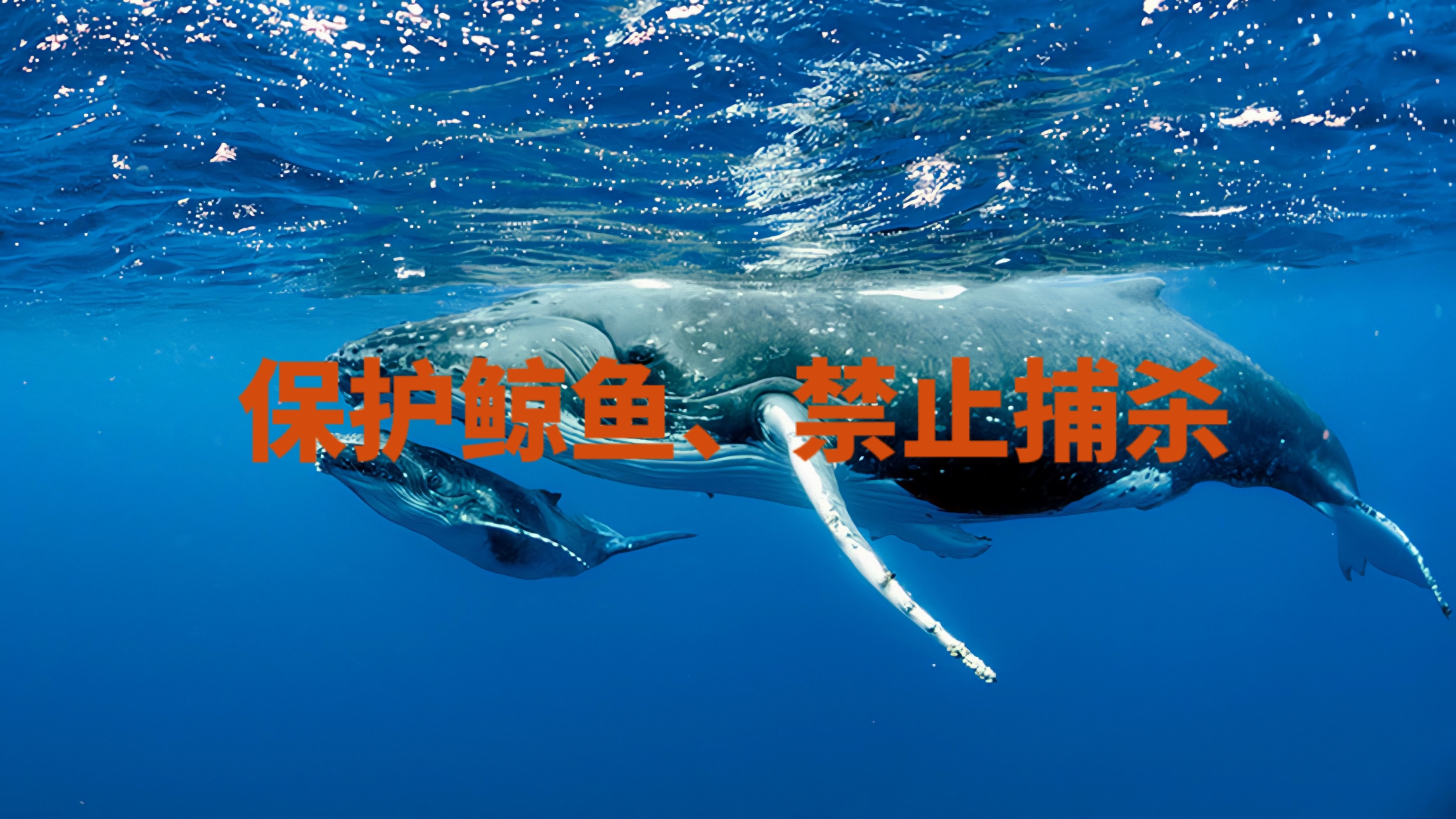 鲸鱼的数量在减少,请保护环境,禁止捕杀鲸鱼