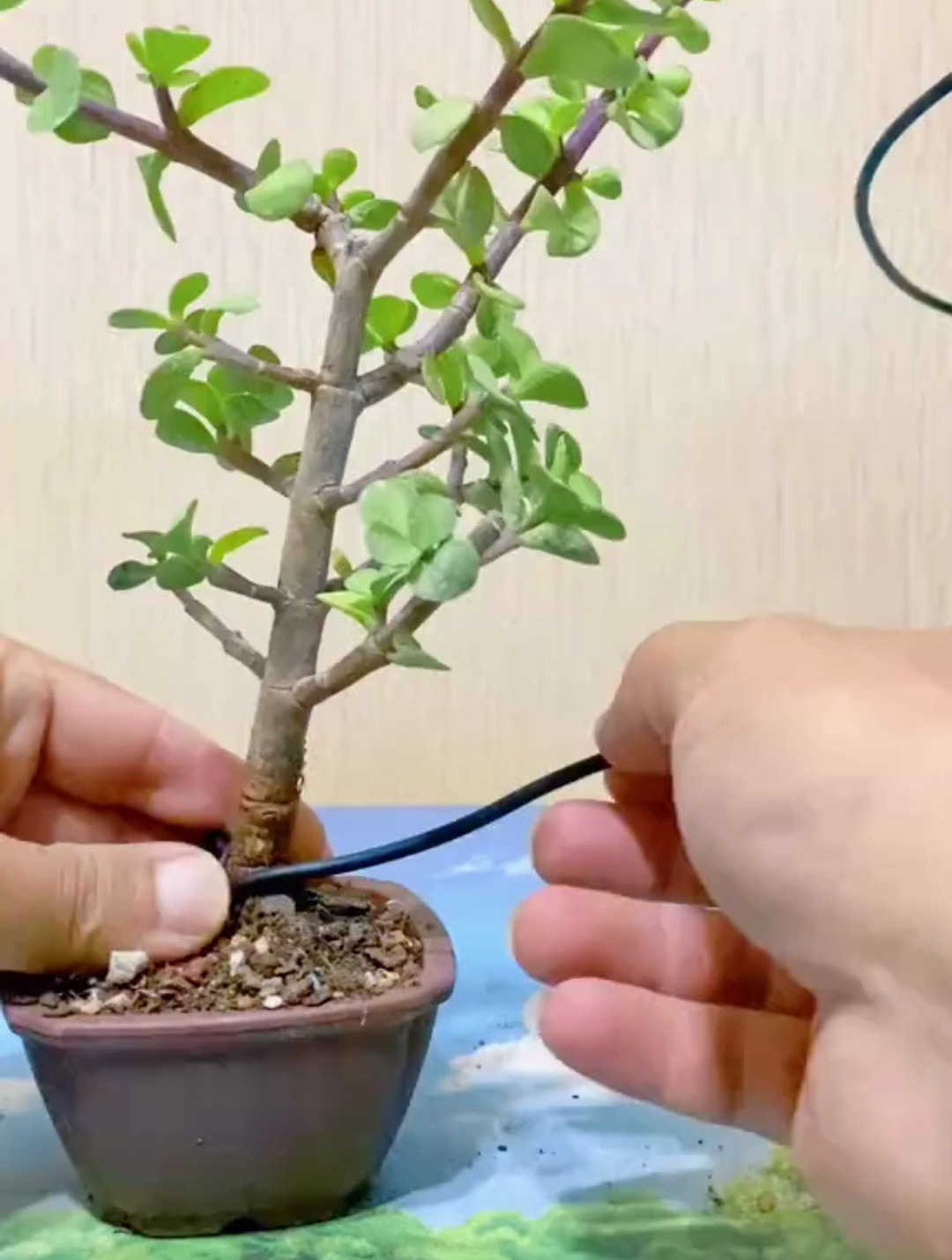 小品盆最有好多种造型,这棵金枝玉叶制作也不复杂