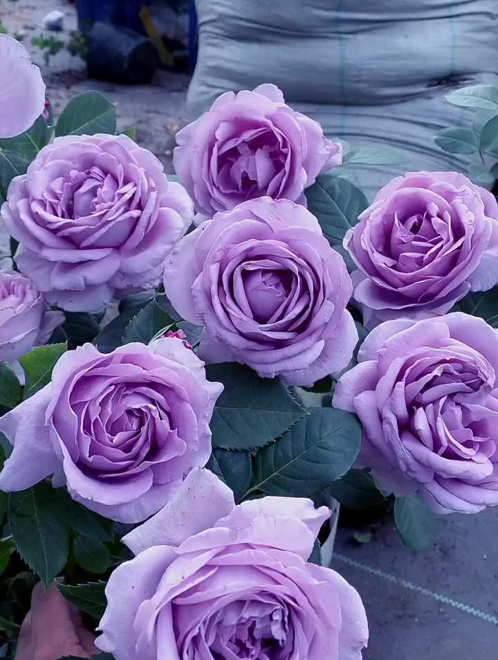 大花浓香蓝色风暴超级的美!月季