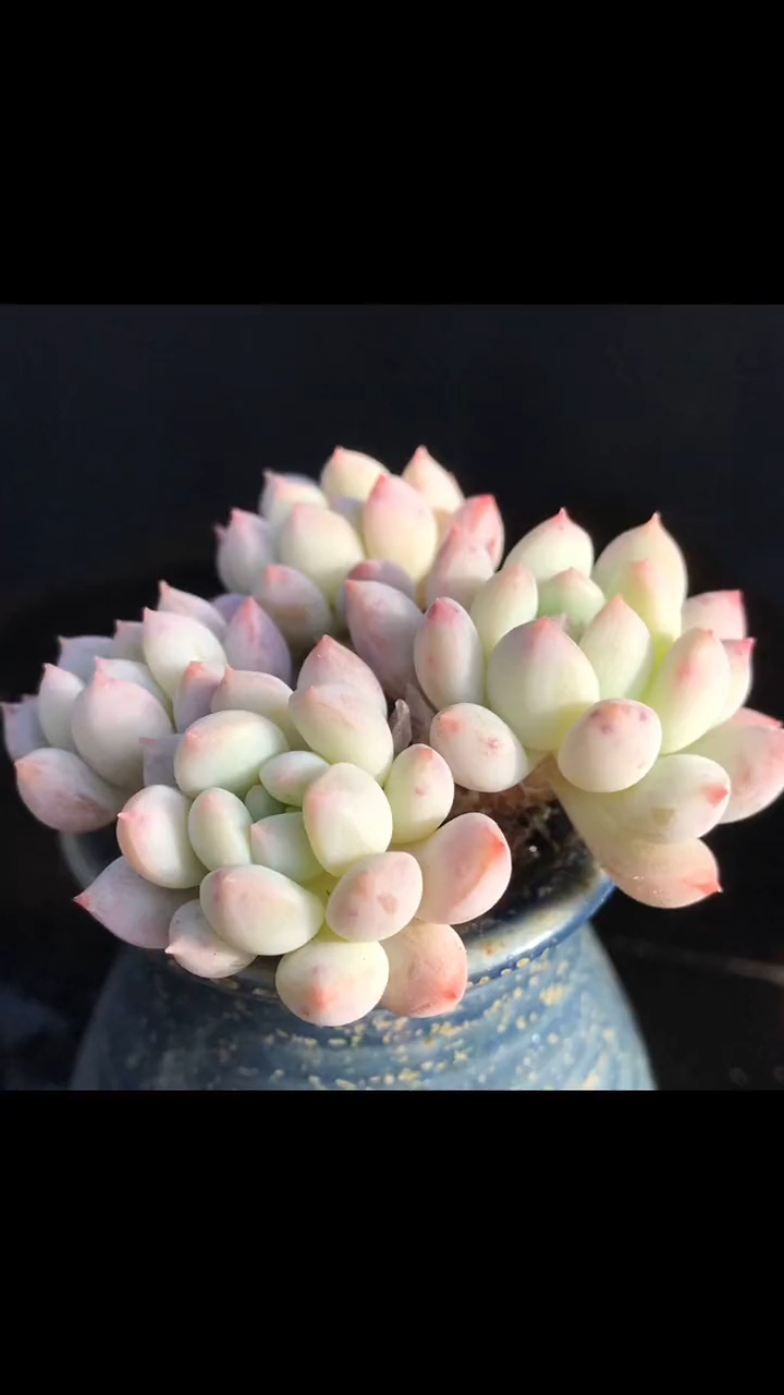 多肉植物 明珠 老桩无砍整装桩-度小视