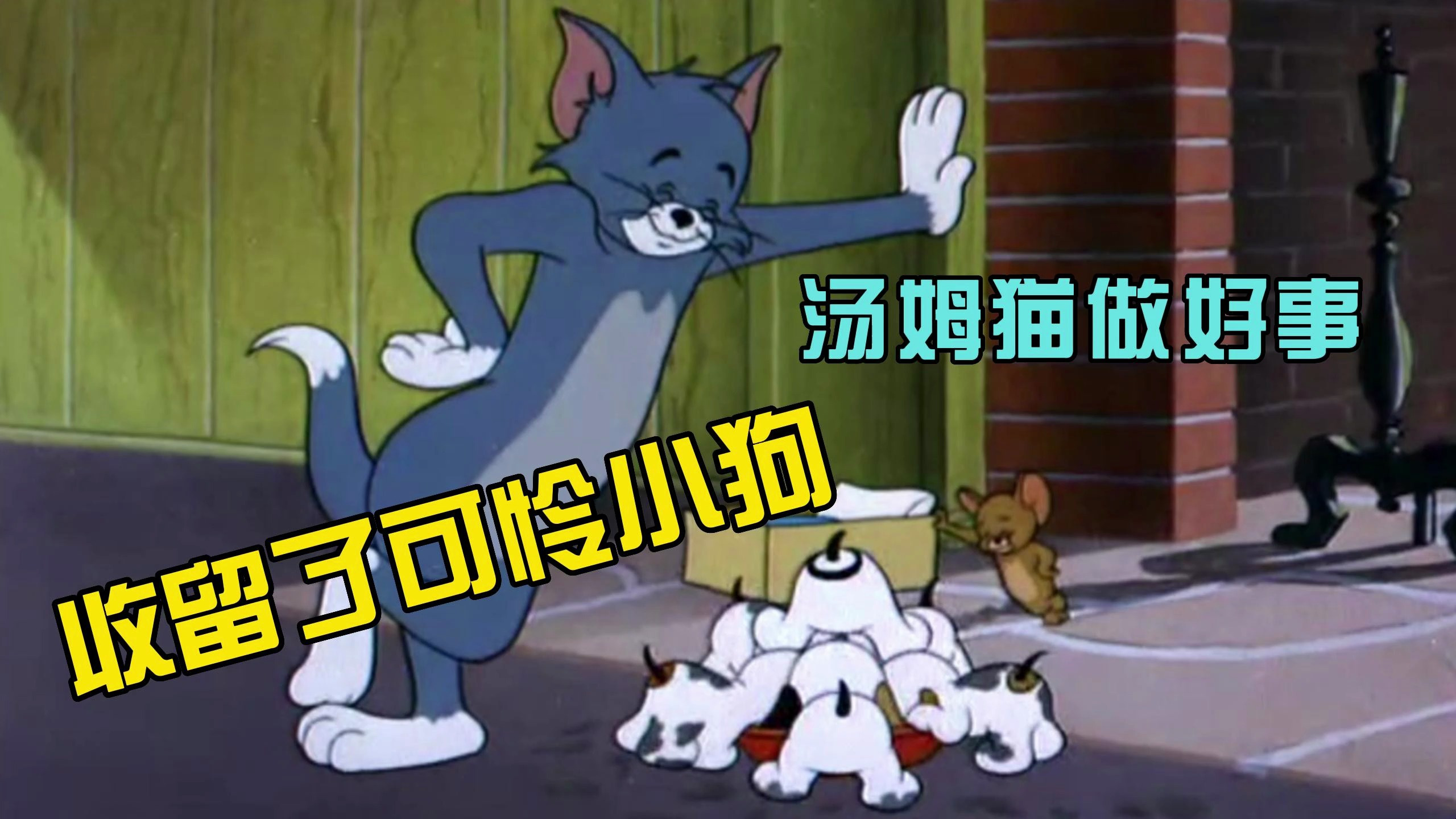 猫和老鼠:汤姆猫做好事,收留了无家可归的小狗狗
