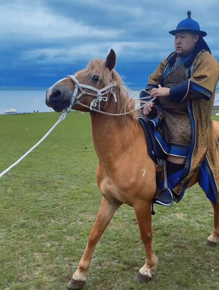 辛苦马儿了,我太喜欢蒙古马了