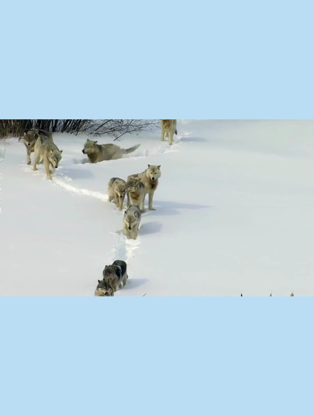 北美灰狼群捕食野牛 面对这么大的猎物能成功真的是勇气