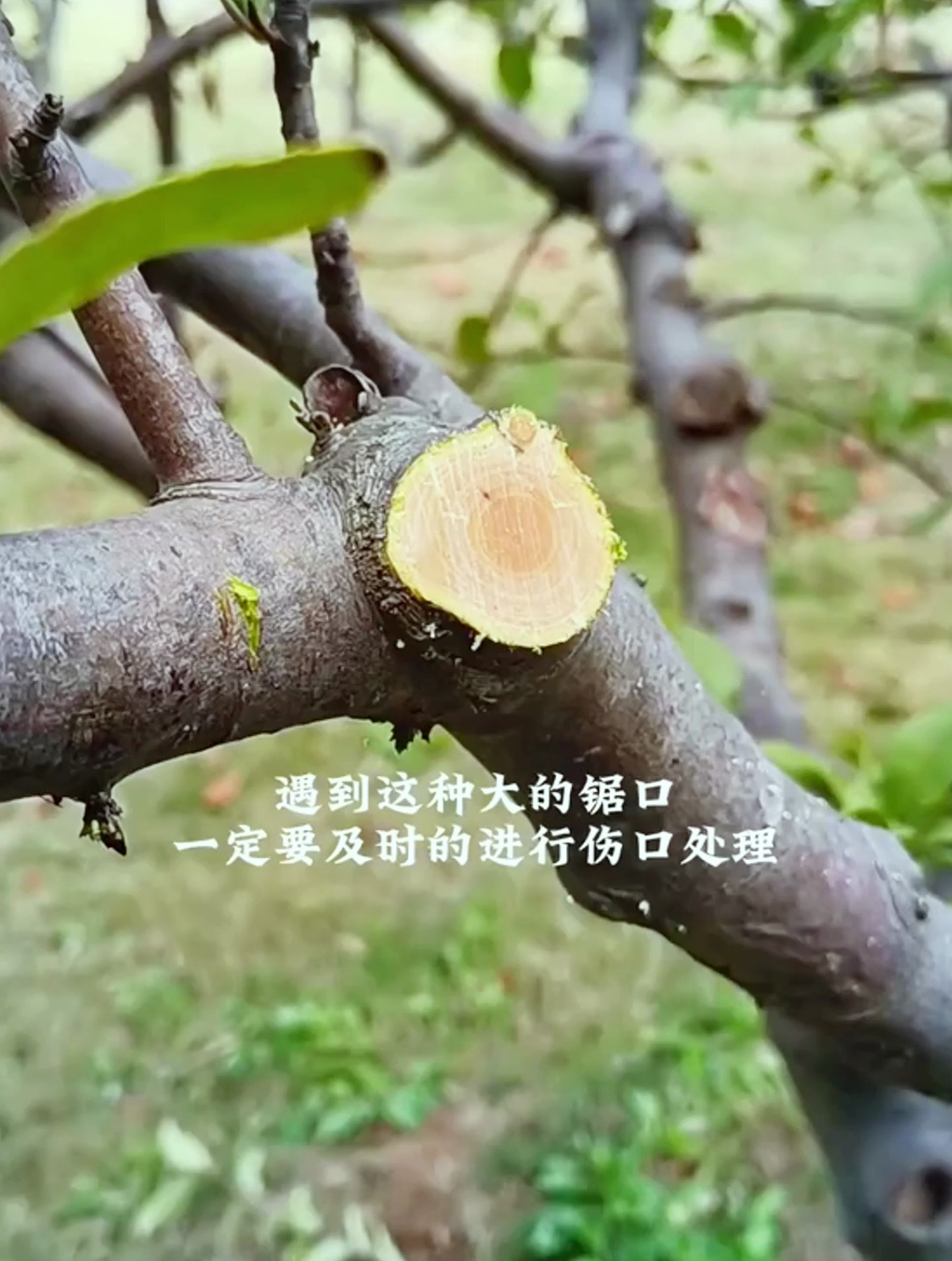 盆景遇到这种伤口一定要及时处理防止伤口开裂黑腐