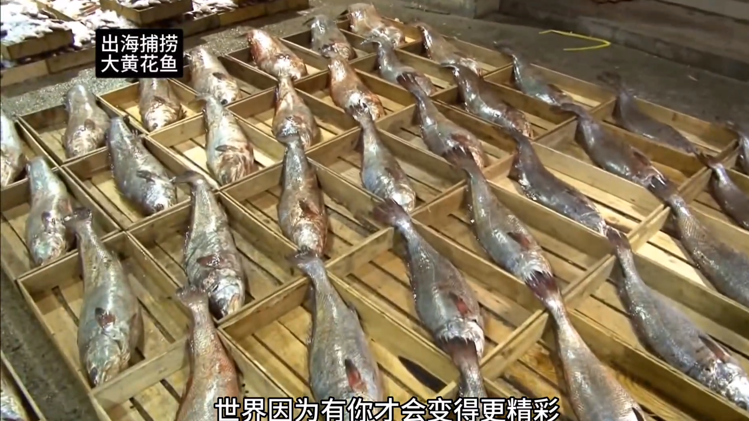 用四公里长的粘网投入海里,捕捞大黄花鱼,每次出海都能满载而归