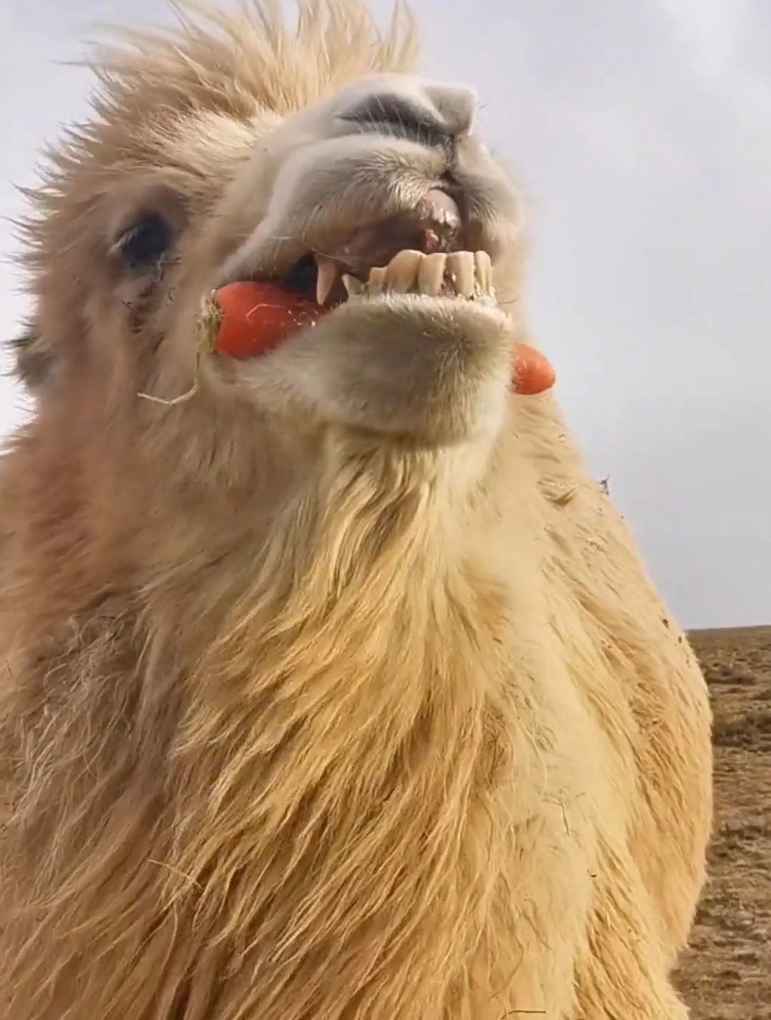 骆驼牙齿照片图片