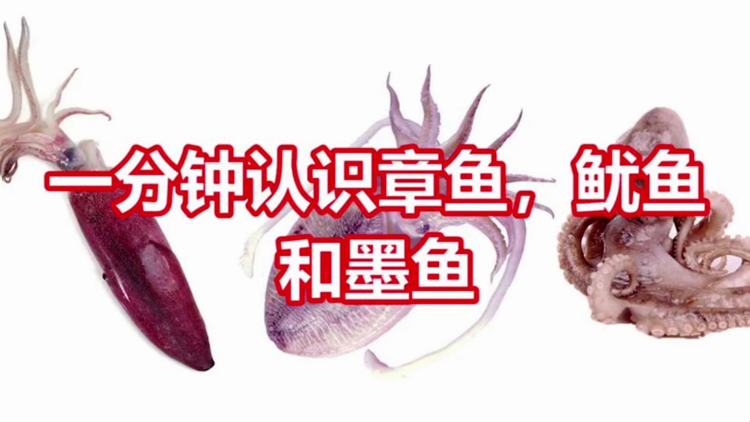 带你认识章鱼,鱿鱼跟墨鱼看完就知道你手里的串串是什么鱼了