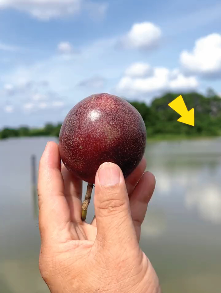 百香果爆籽,酸酸甜甜的,太好吃了-度小视