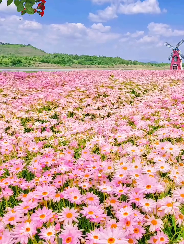 粉色的雏菊花海好美而我该用什么理由分享给你呢