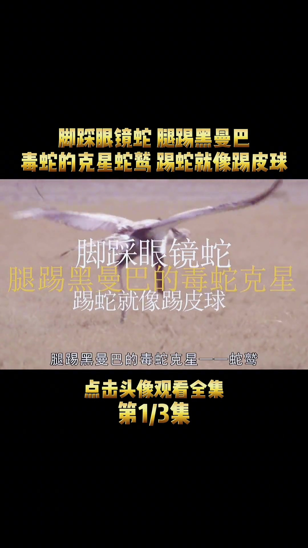 第一集脚踩眼镜蛇腿踢黑曼巴毒蛇克星的蛇鹫踢蛇就像踢皮球