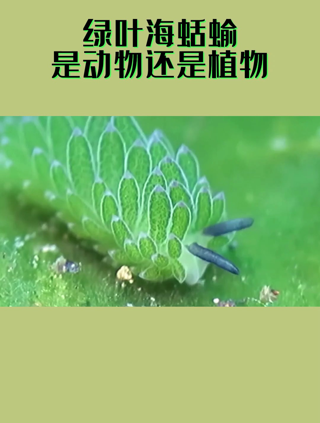 绿叶海蛞蝓是动物还是植物