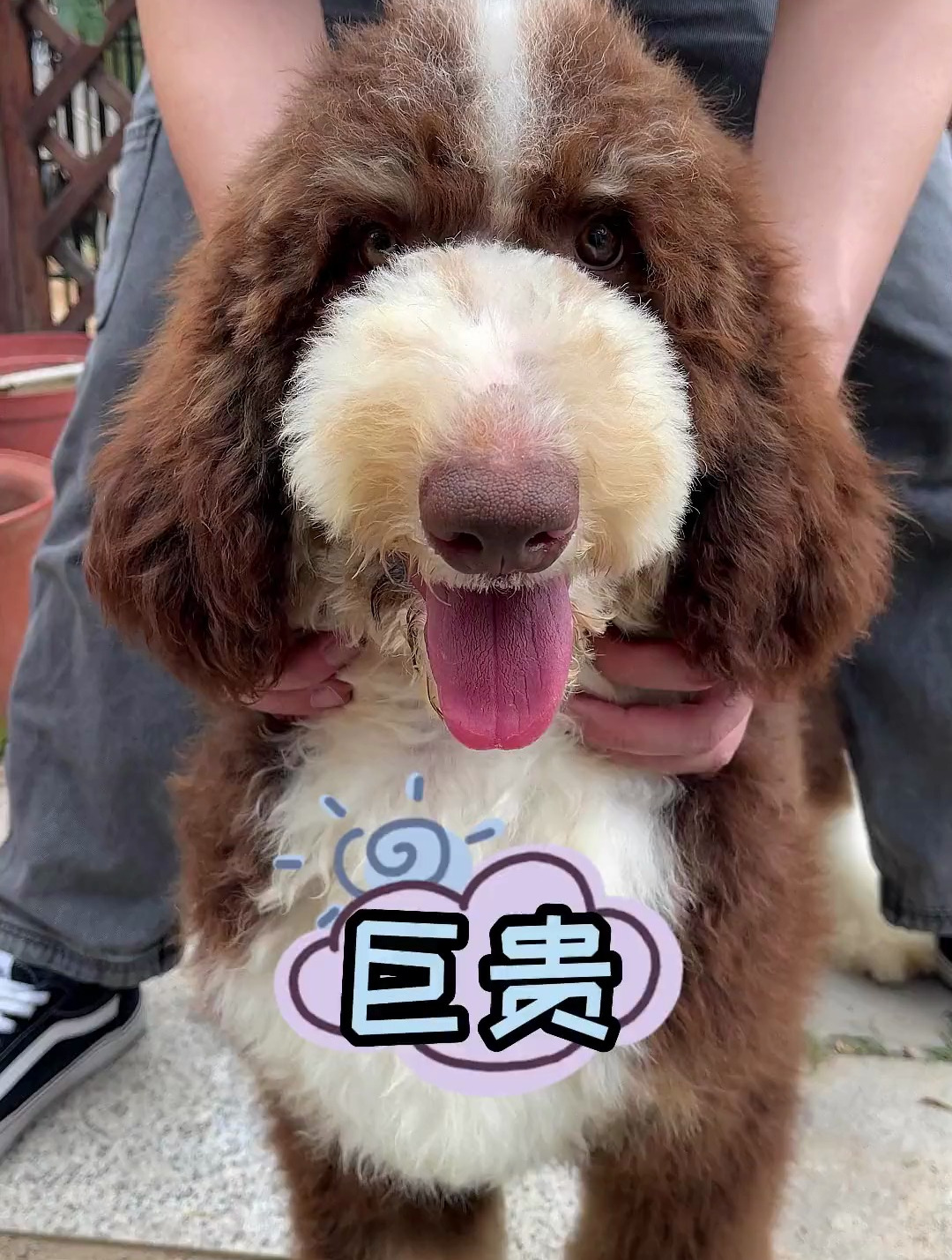 有人来科普一下巨贵吗我来听听