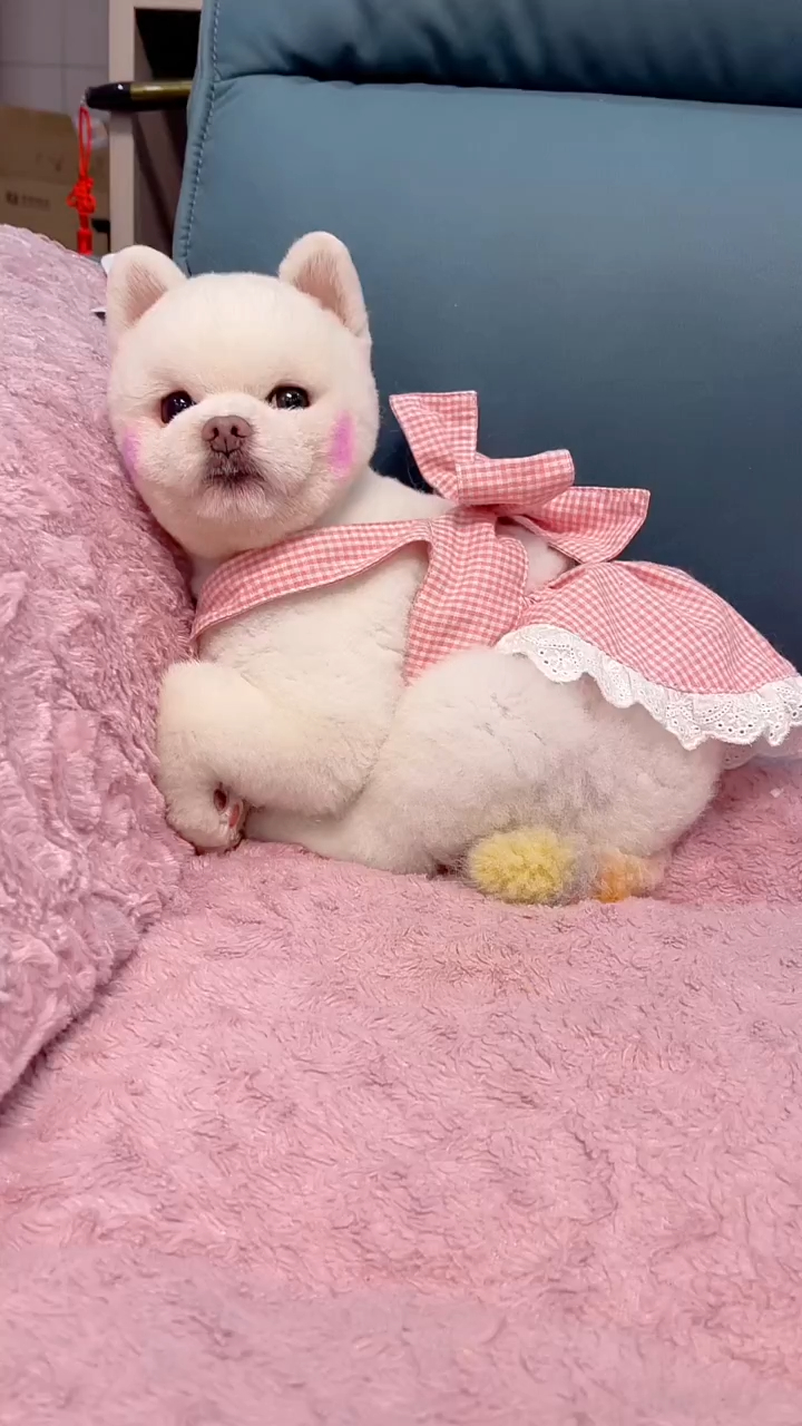 闹闹真是高颜值的博美犬瞧它的模样真讨人喜欢你们觉得呢