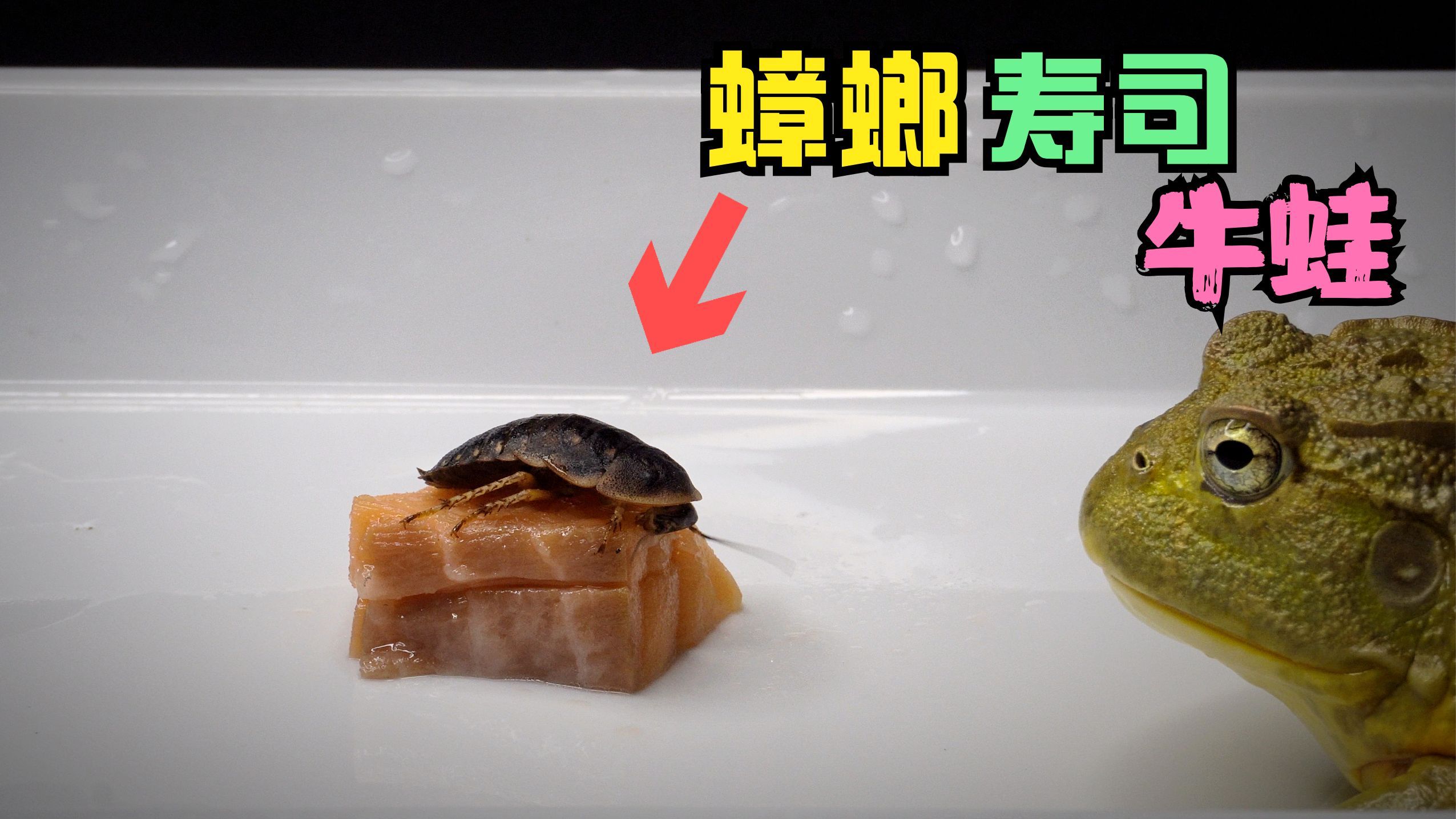 给饿了两天的牛蛙喂食一个蟑螂寿司,结果会如何?