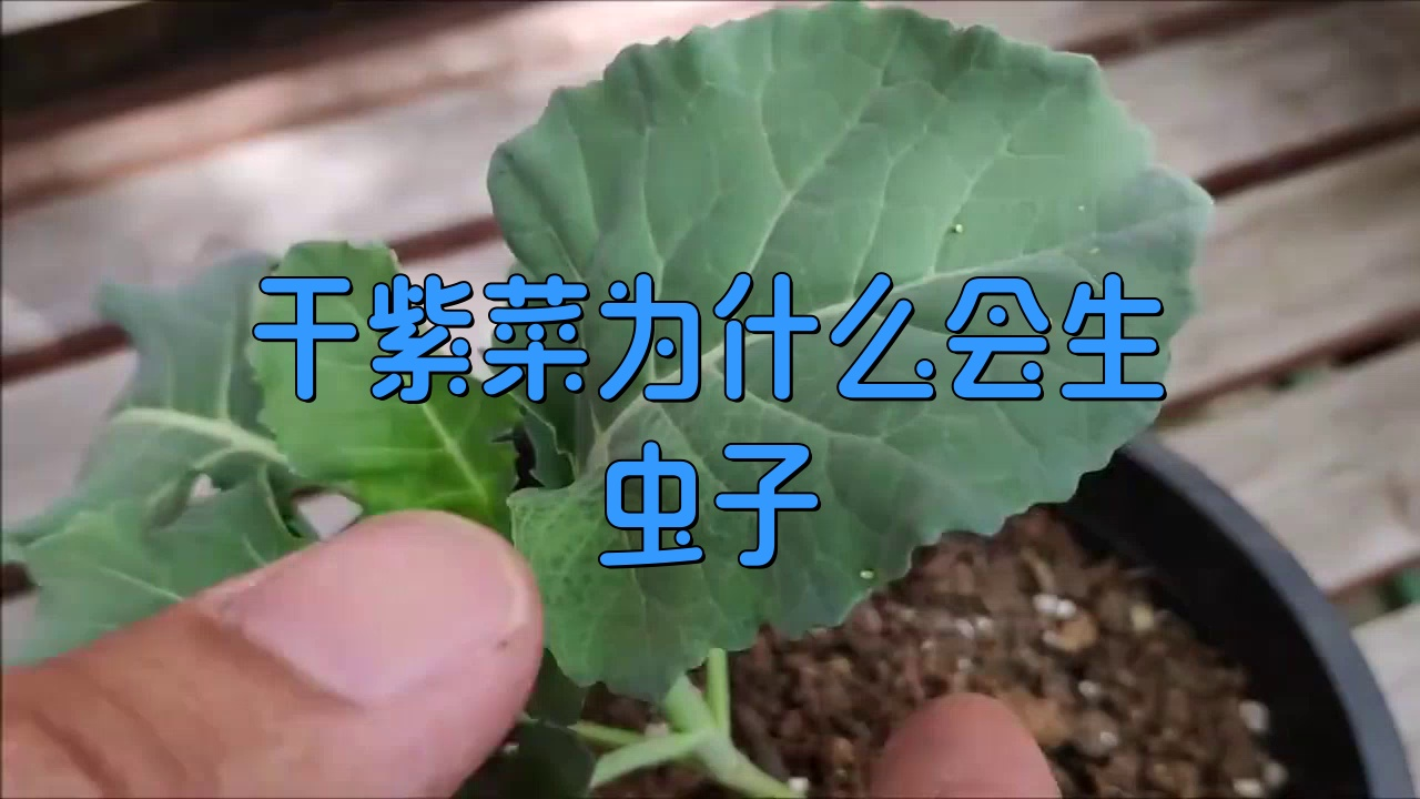 干紫菜为什么会生虫子