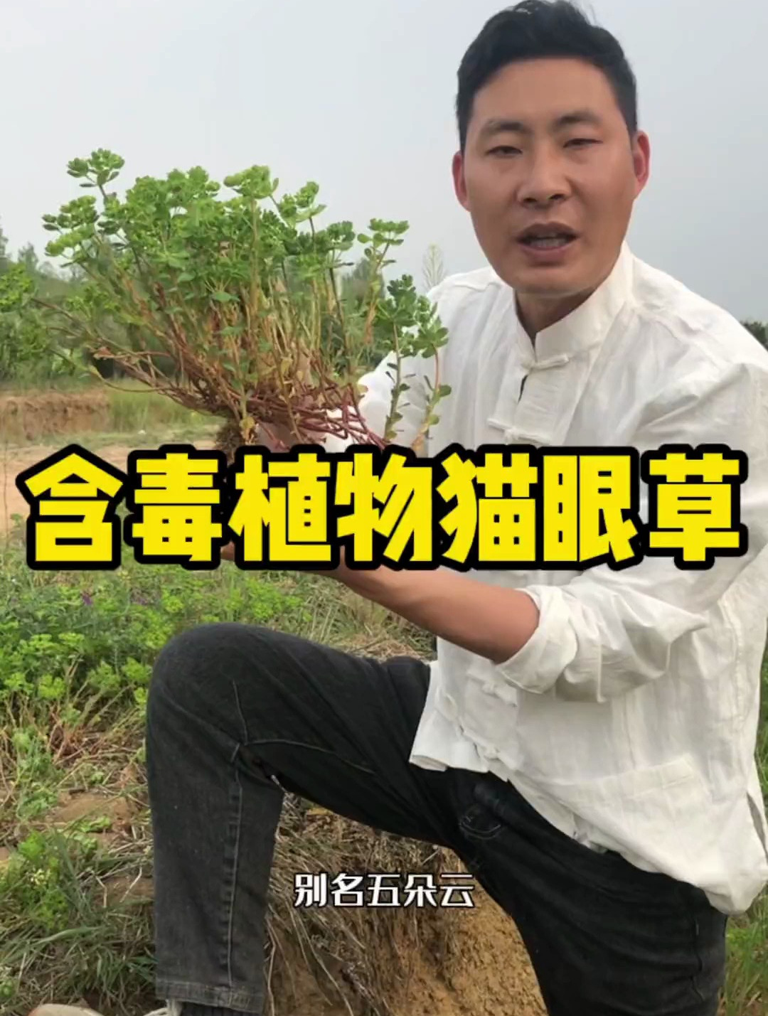 猫眼草也叫泽漆户外看到它可千万别随意接触它