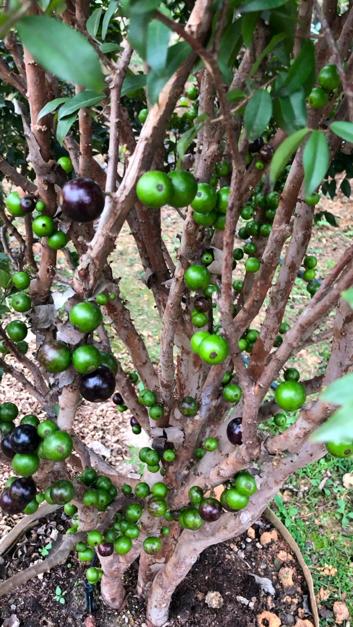 嘉宝果,常见的品种有四季,艾斯卡,沙巴,福冈,阿根廷-度小视