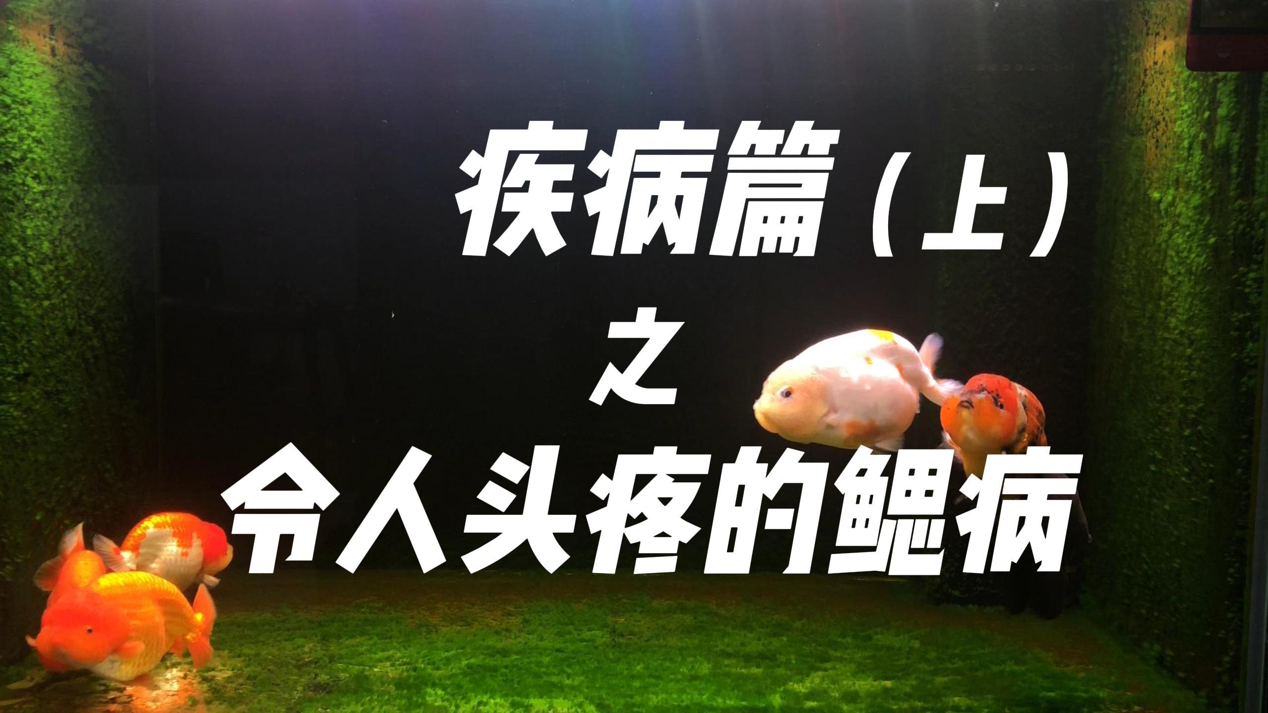 疾病篇:令人头疼的鳃病(上集),烂鳃病的症状有哪些?