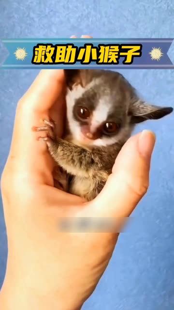 小猴儿,你是时光倒流了吗?小时候竟像个小老头!