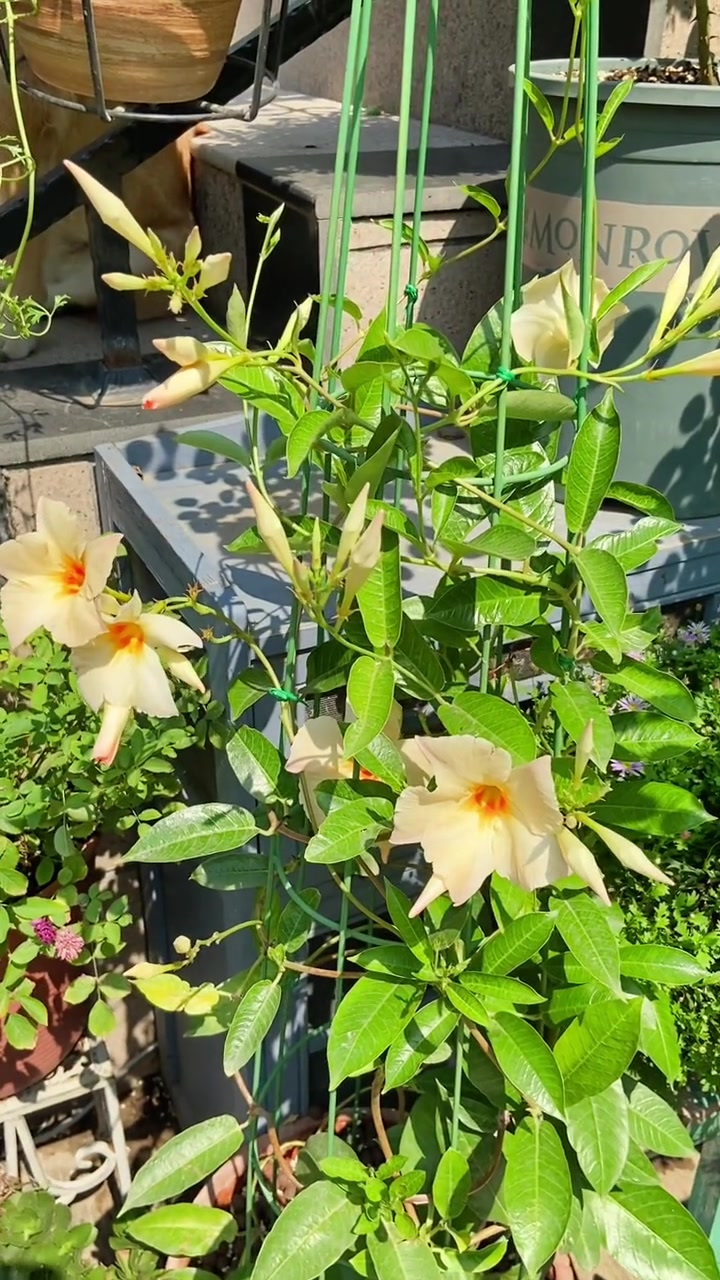 夏季开花植物 杏色飘香藤,耐热勤花,推荐花友们-度小视
