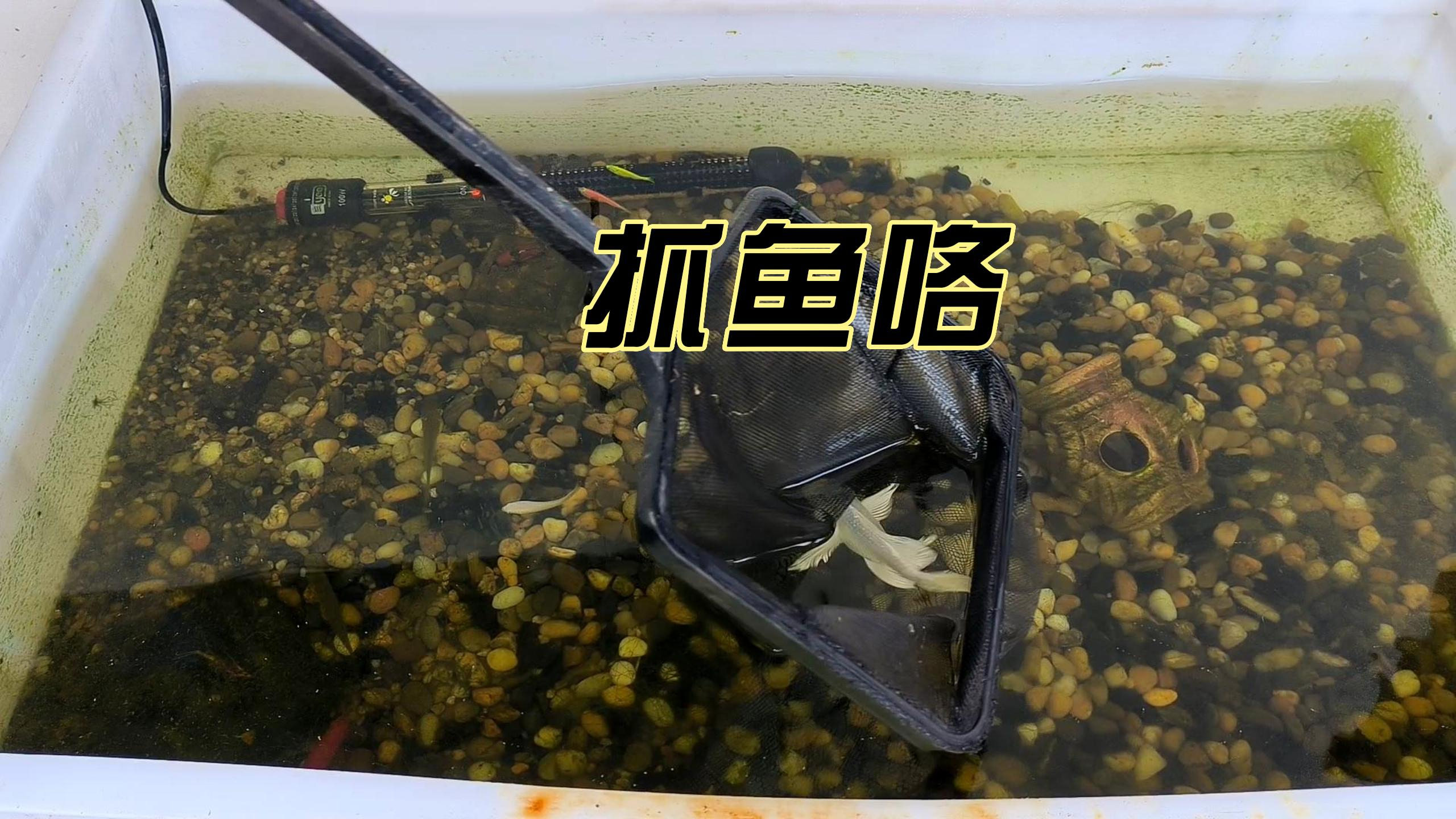 上次放到鱼池的两条白化斗鱼,现在只有一条了,另一条被吃掉了