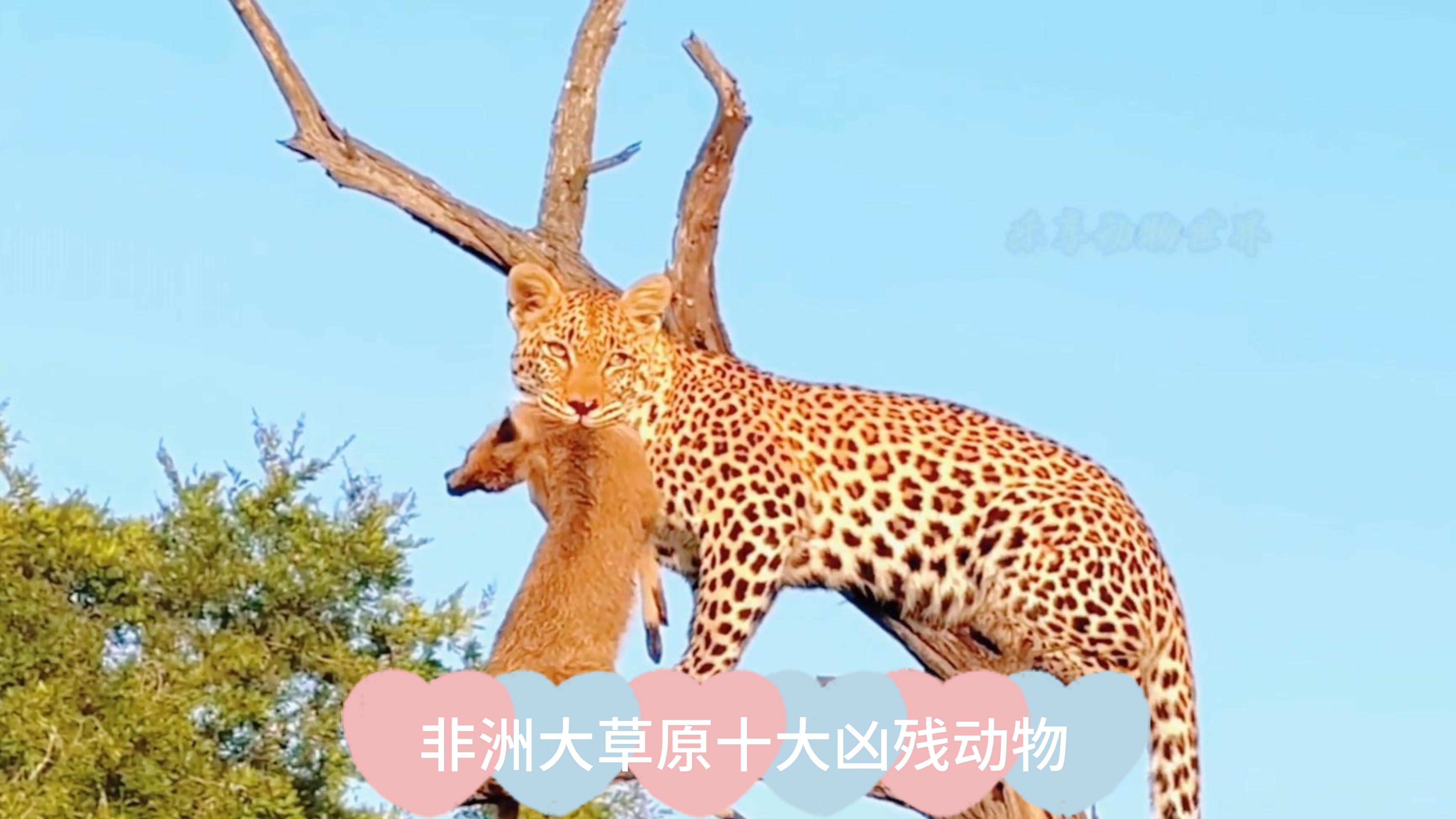 非洲大草原十大凶残动物排行榜,一个比一个彪悍,狮子只能排第三