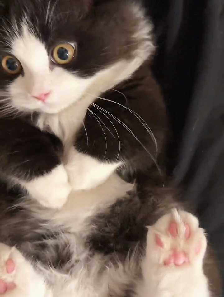 猫咪开心的搓脚脚太可爱了,网友评论灵活的小短腿-度小视